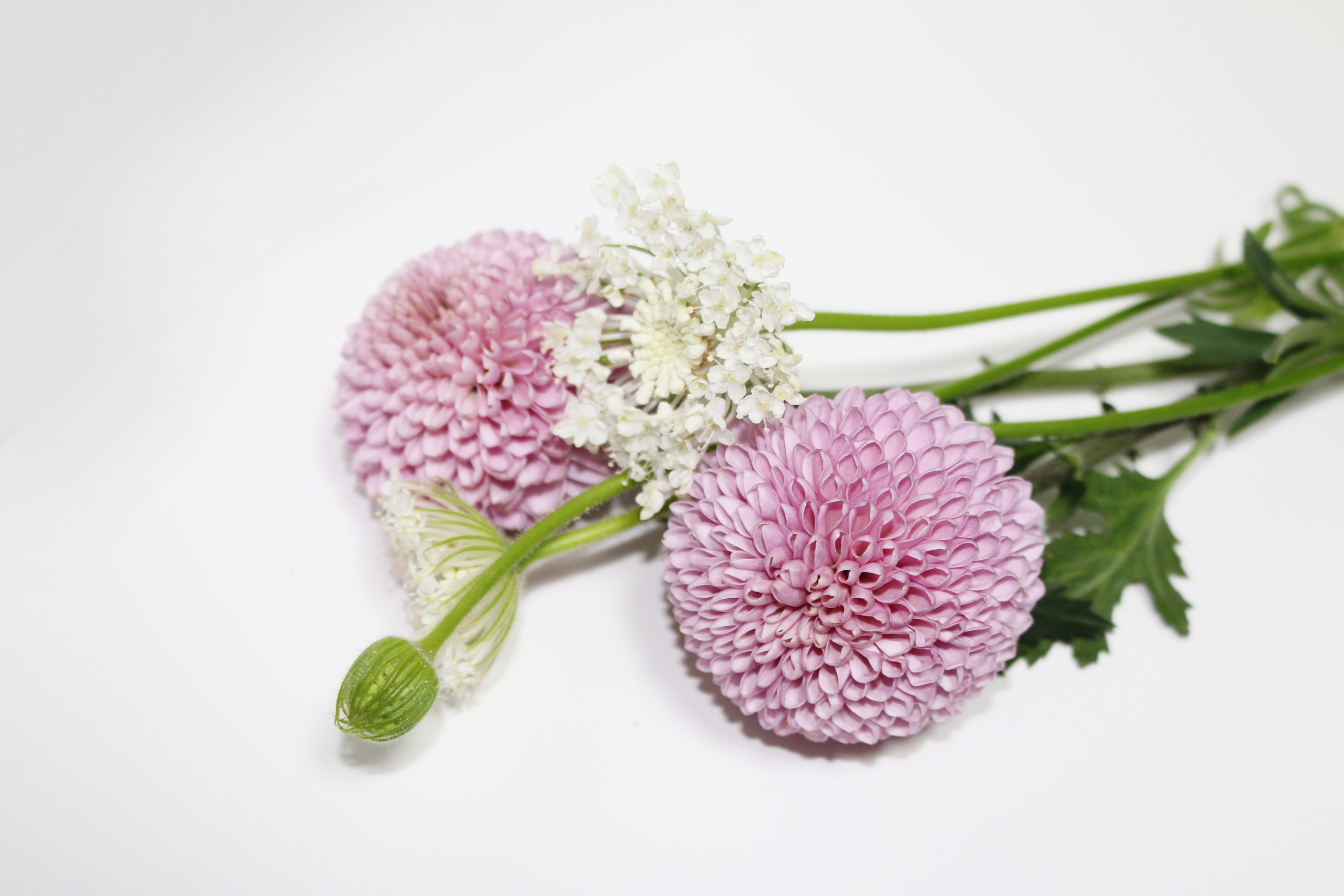 flower arrangements, flower head, priest, fragility, nature, love, studio shot, romance, flower arrangement, vulnerability, first love, flowering plant, HD Wallpaper