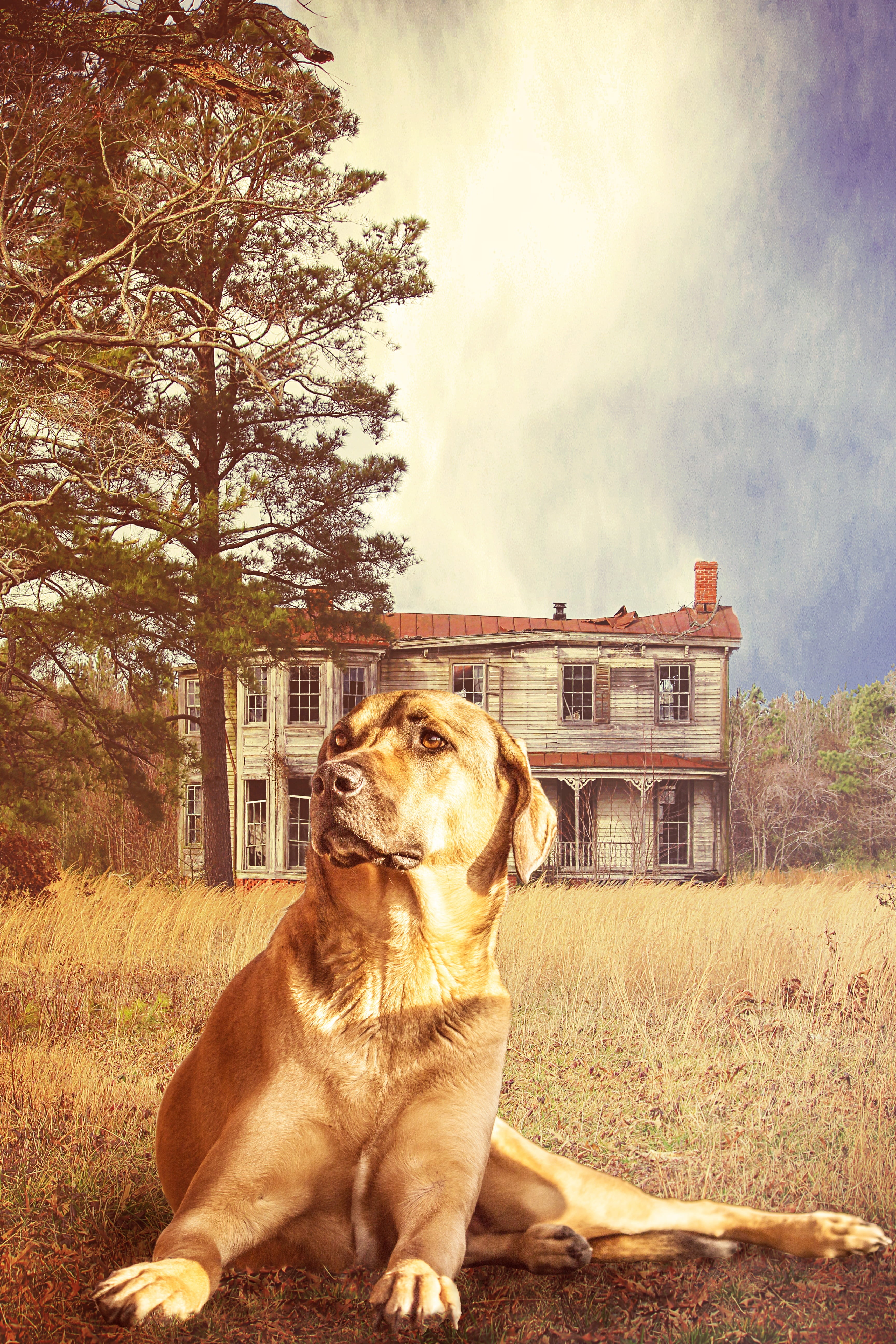 mammal, plant, concerns, domestic, home, photo montage, day, tree, garden, cloud - sky, animal, pet, pets, guard dog, dog, race, nature, one animal, old house, Phone HD Wallpaper