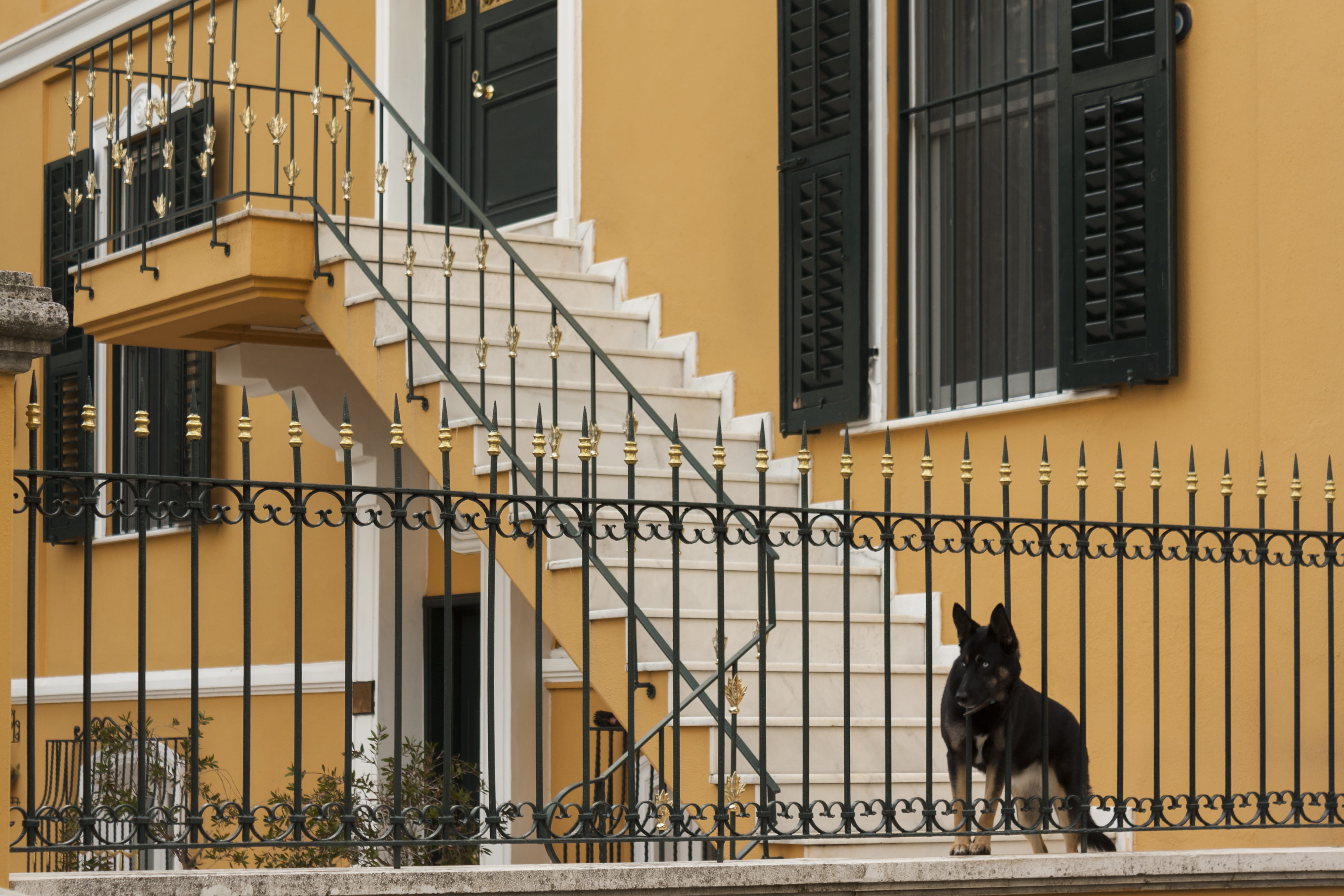 one animal, home, yellow, near, guard, mammal, vertebrate, protect, building exterior, built structure, domestic animals, window, tan, no people, day, railing, HD Wallpaper