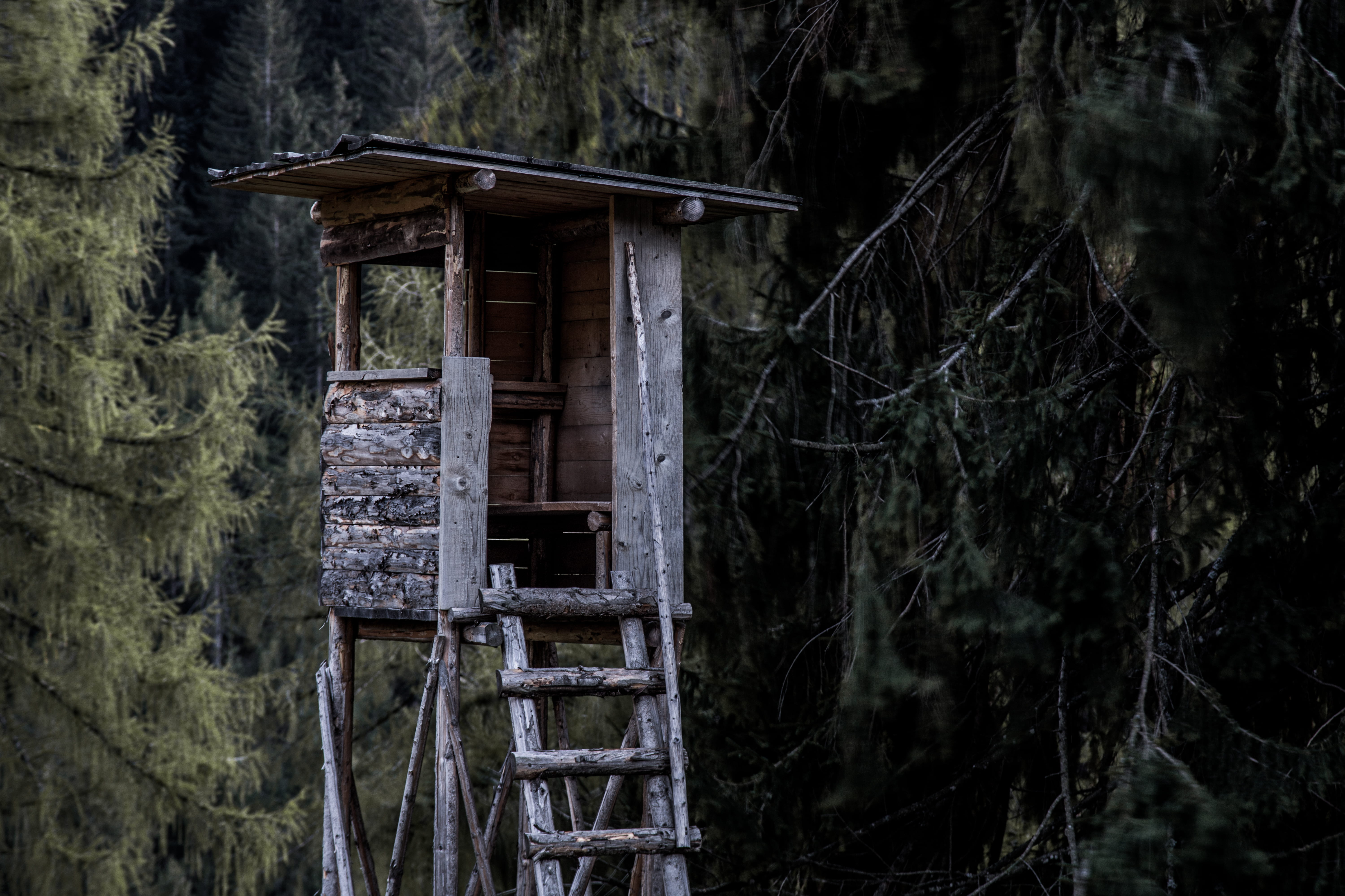 house, tree trunk, trees, surrounded, wooden, plant, tall, brown, damaged, tower, 5K, architecture, old, shed, no people, day, built structure, abandoned, HD Wallpaper