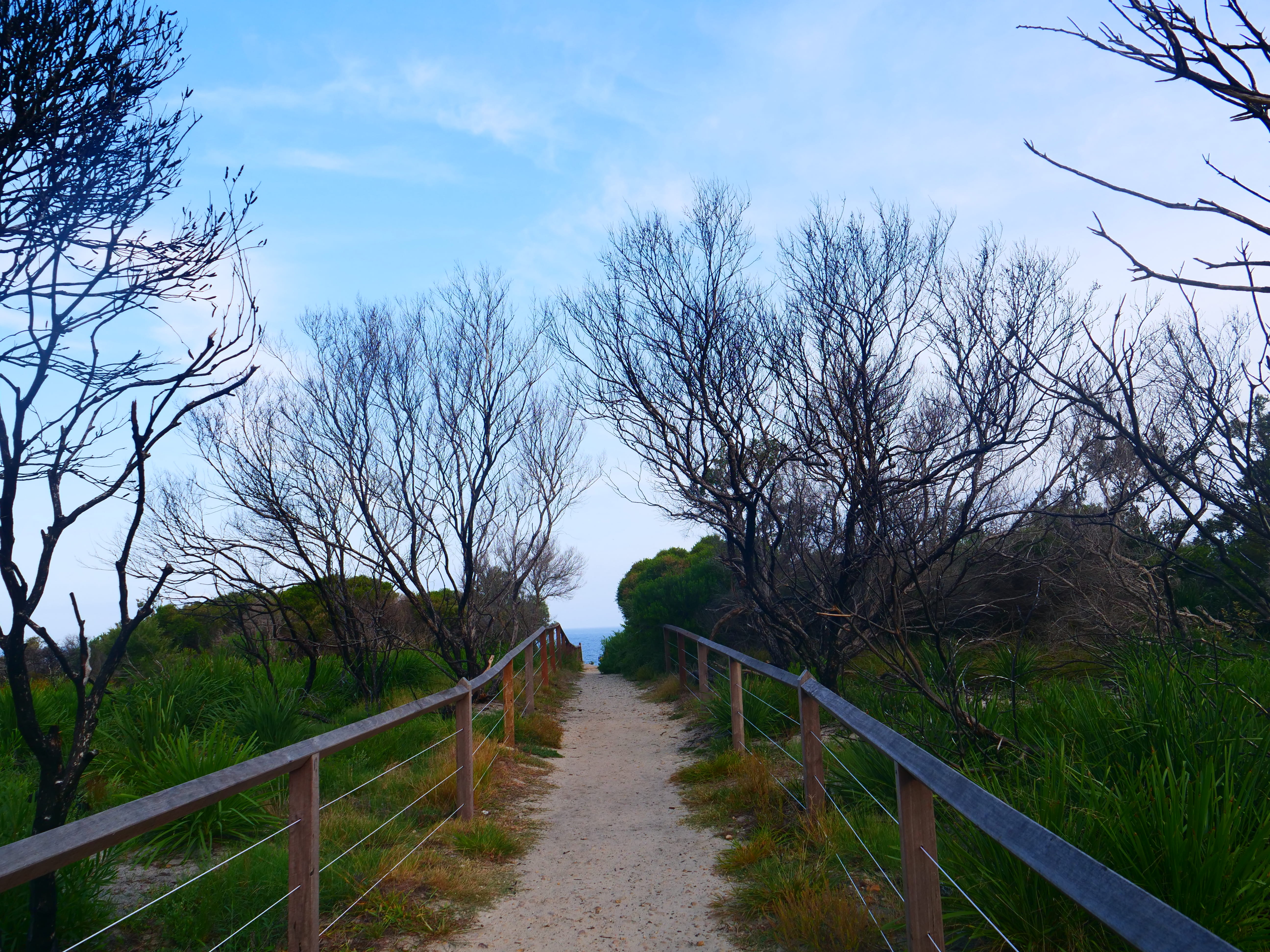 growth, tree, day, sky, direction, guard rail, asphalt, no people, boardwalk, non-urban scene, path, footpath, bridge, handrail, tranquil scene, arbour, HD Wallpaper