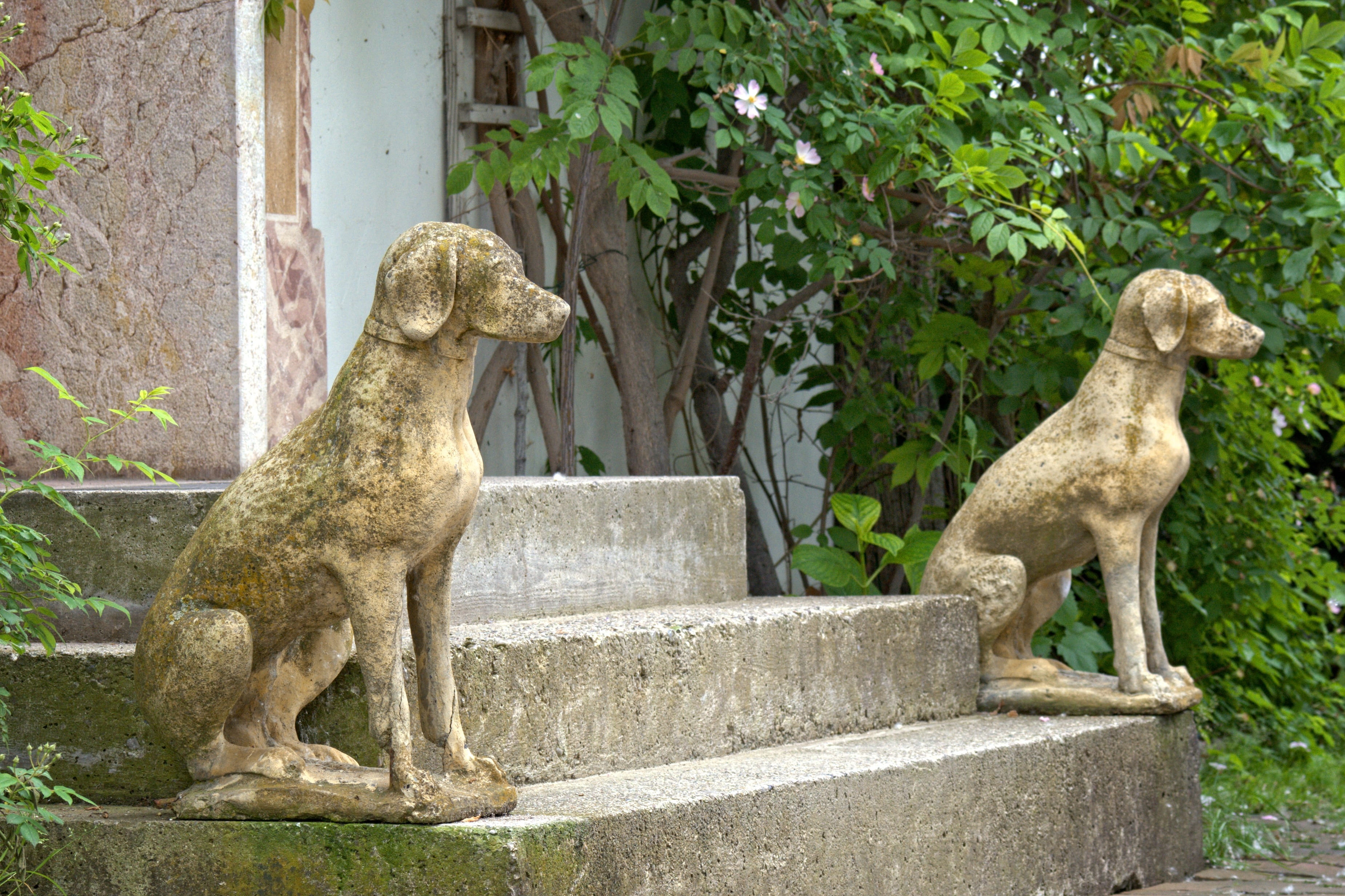 outdoors, nature, cat, house entrance, day, stone stairway, house, decoration, one animal, solid, input, feline, plant, initially dog, stone figure, animal, HD Wallpaper