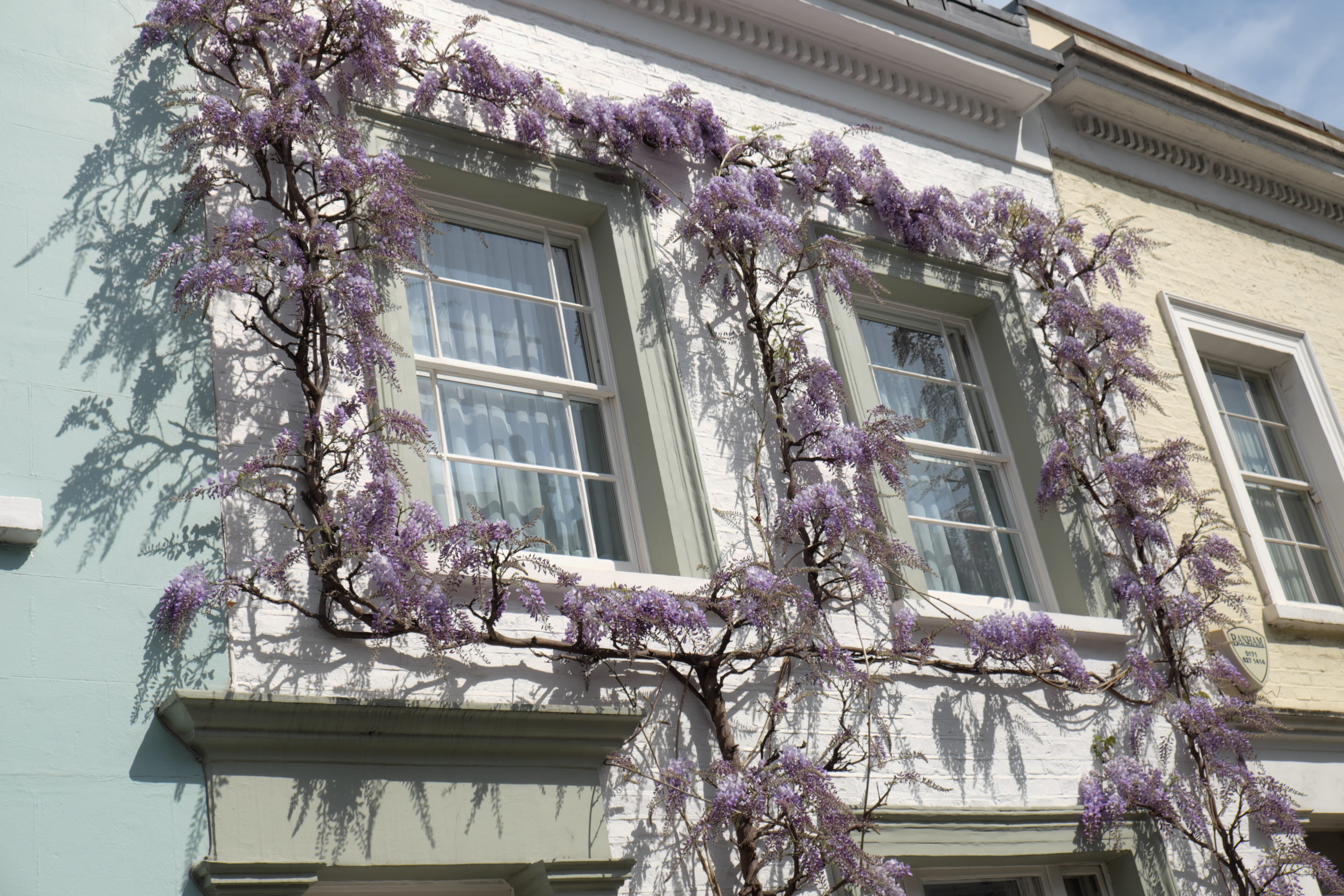 architecture, city, building exterior, built structure, 4K, wooden, purple, no people, petaled, exterior, british, day, growth, cherry blossom, sunlight, HD Wallpaper