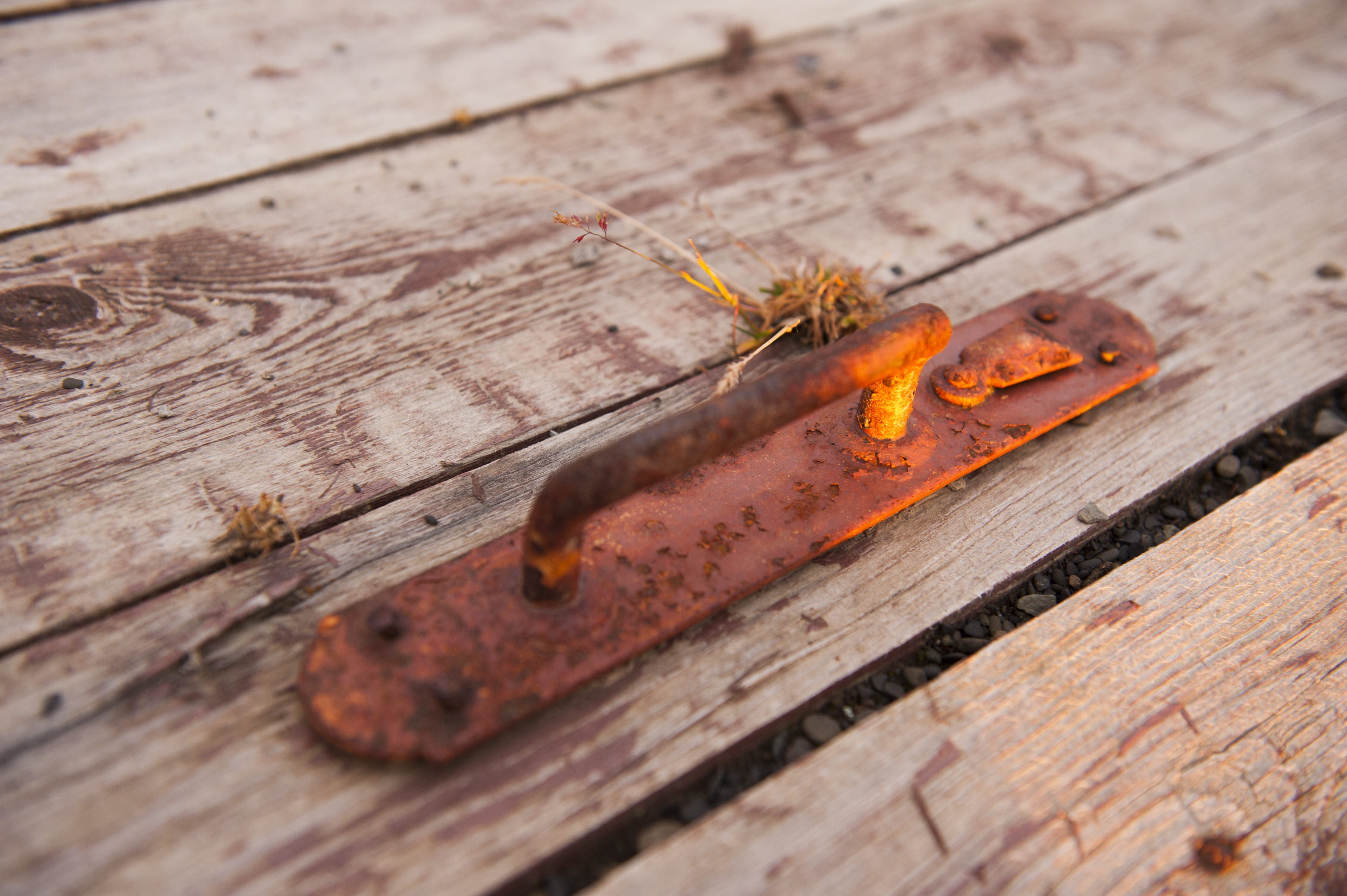 textured, outdoors, day, high angle view, old, stainless, handle, one animal, plank, no people, invertebrate, 4K, animals in the wild, close-up, animal themes, HD Wallpaper