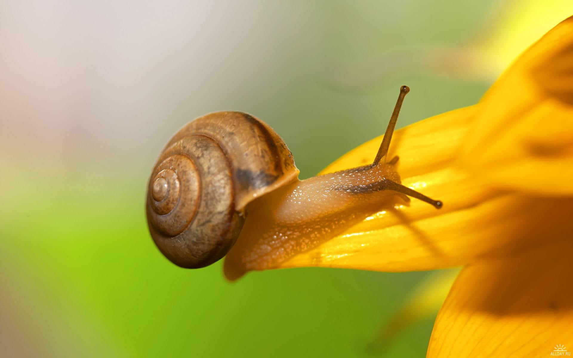 3d and abstract, nature, amazing, 1080P, beautiful, creeping, flower, landscape, animals, slowly, HD Wallpaper