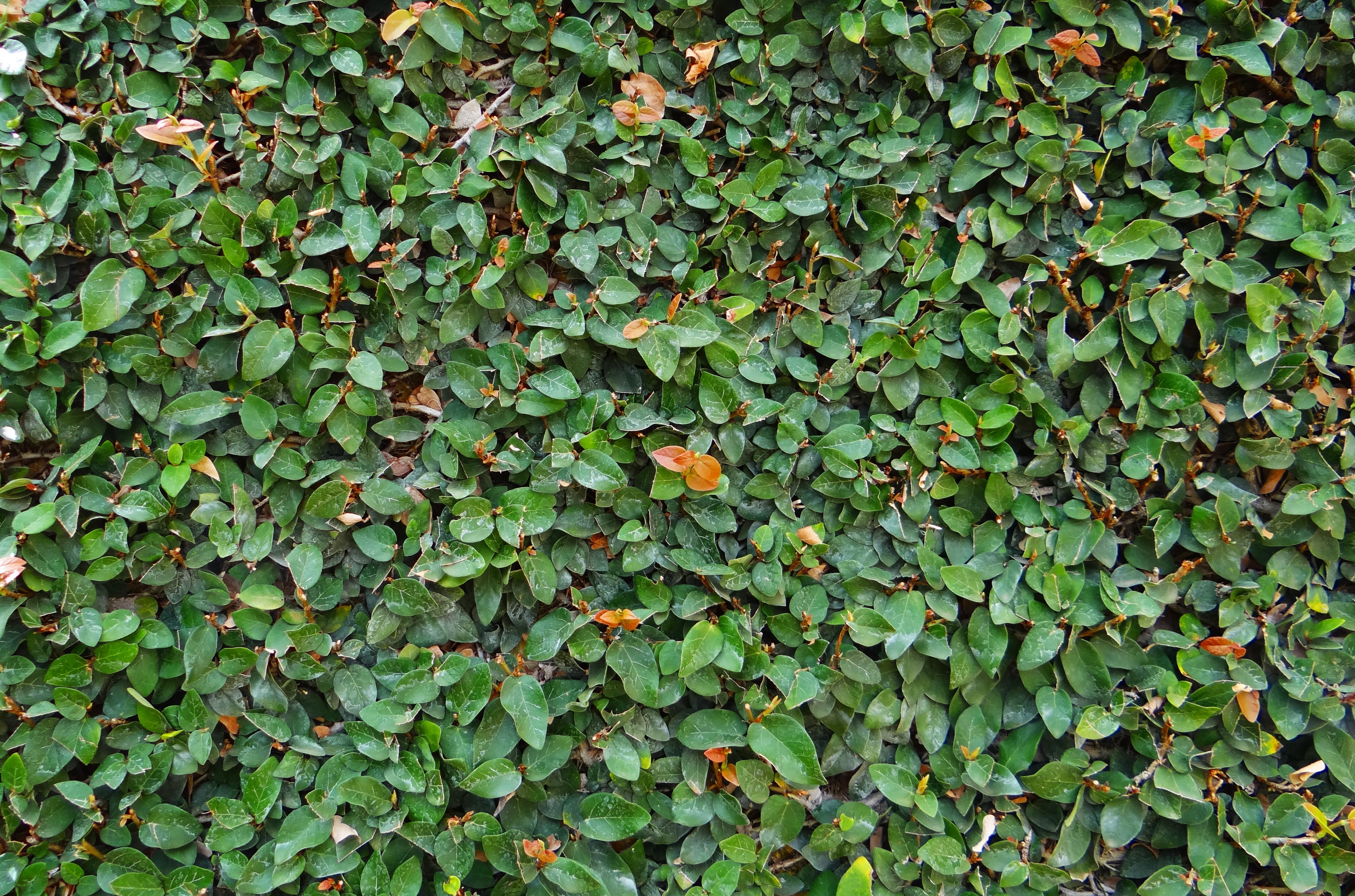beauty in nature, ficus pumila, nature, ivy, ornamental, freshness, high angle view, creeping fig, backgrounds, lush foliage, day, leaves, fig, dharwad, HD Wallpaper