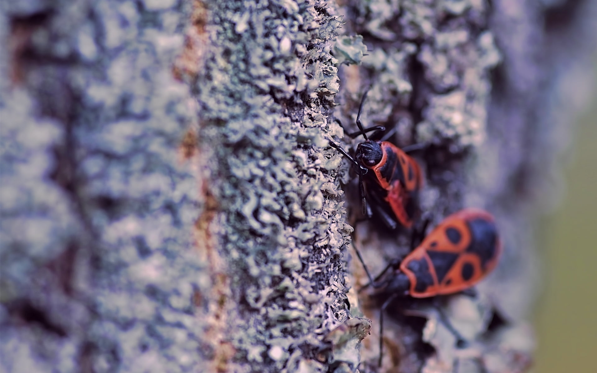 plant, animal Antenna, tree trunk, insect, wildlife, trunk, animals In The Wild, invertebrate, bark, wood, group of animals, nature, insects, macro, day, HD Wallpaper