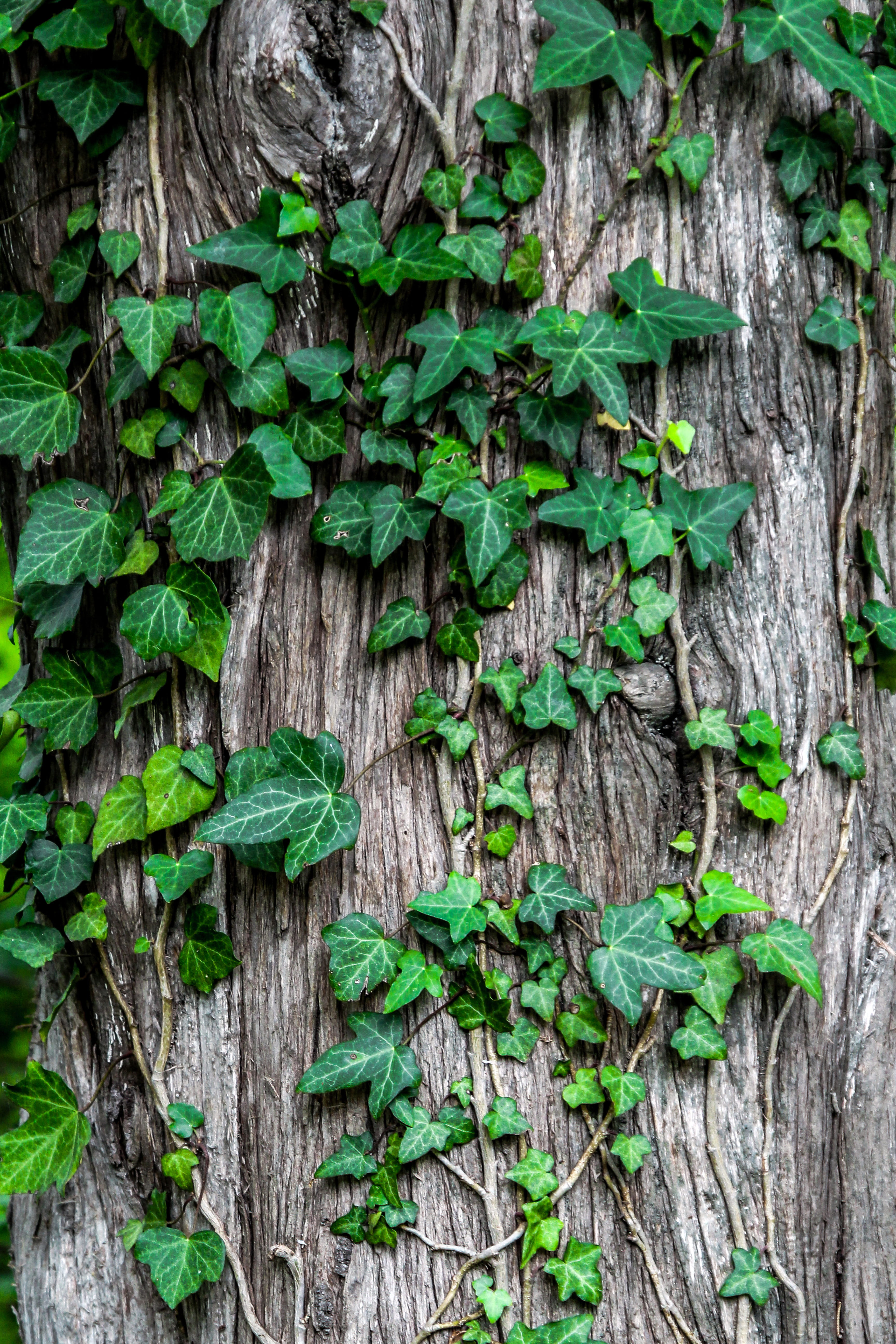 bark, leafe, tropical, growth, foliage, freshness, leaning, wood - material, day, full frame, flora, plant, wood, outdoors, brown, trunk, green color, nature, Phone HD Wallpaper
