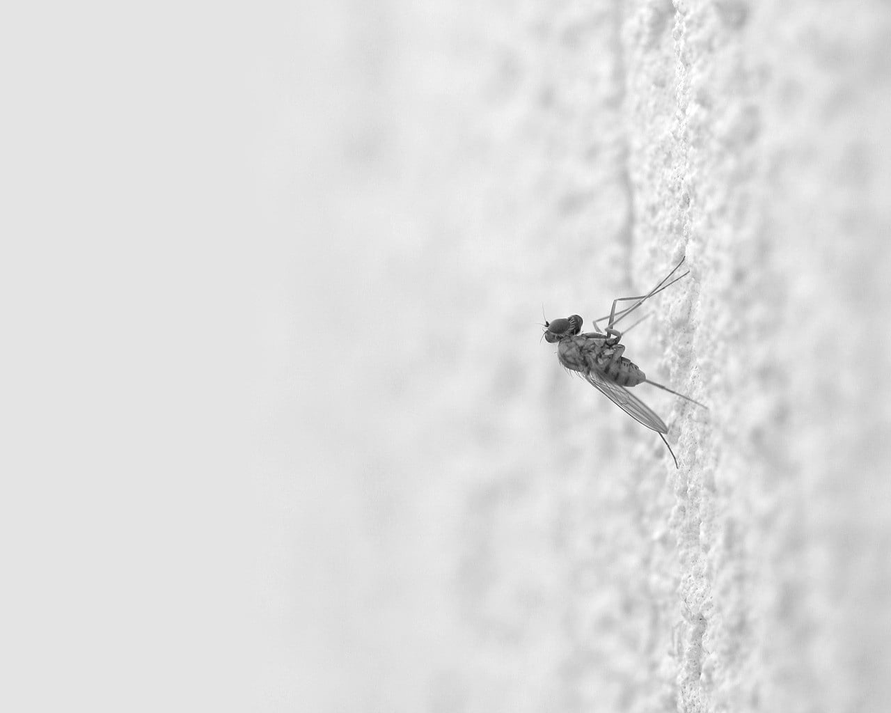 creep, insect, 720P, house, animal wildlife, animal wing, plant, copy space, outdoors, surface, animal body part, light, close-up, animal, no people, day, HD Wallpaper