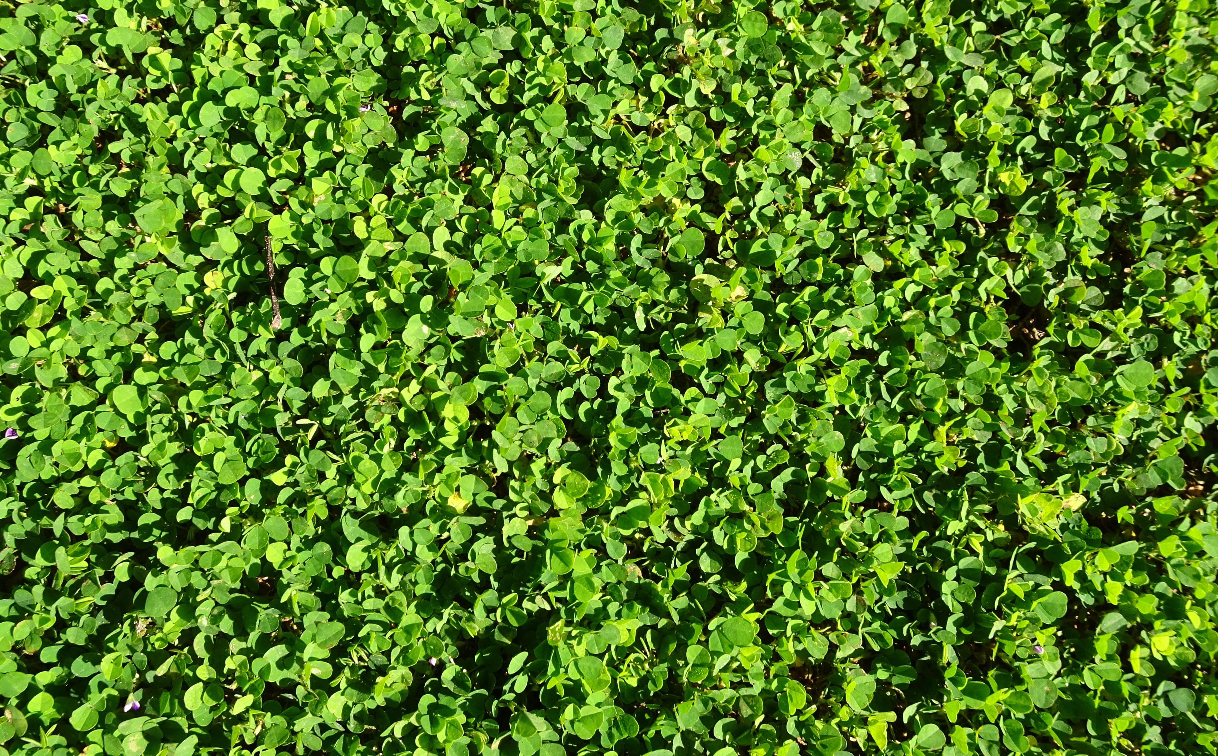 sunlight, plant part, flower, leaves, india, amrulshak, day, nature, oxalis repens, abundance, backgrounds, clover, creeping oxalis, beauty in nature, green color, HD Wallpaper