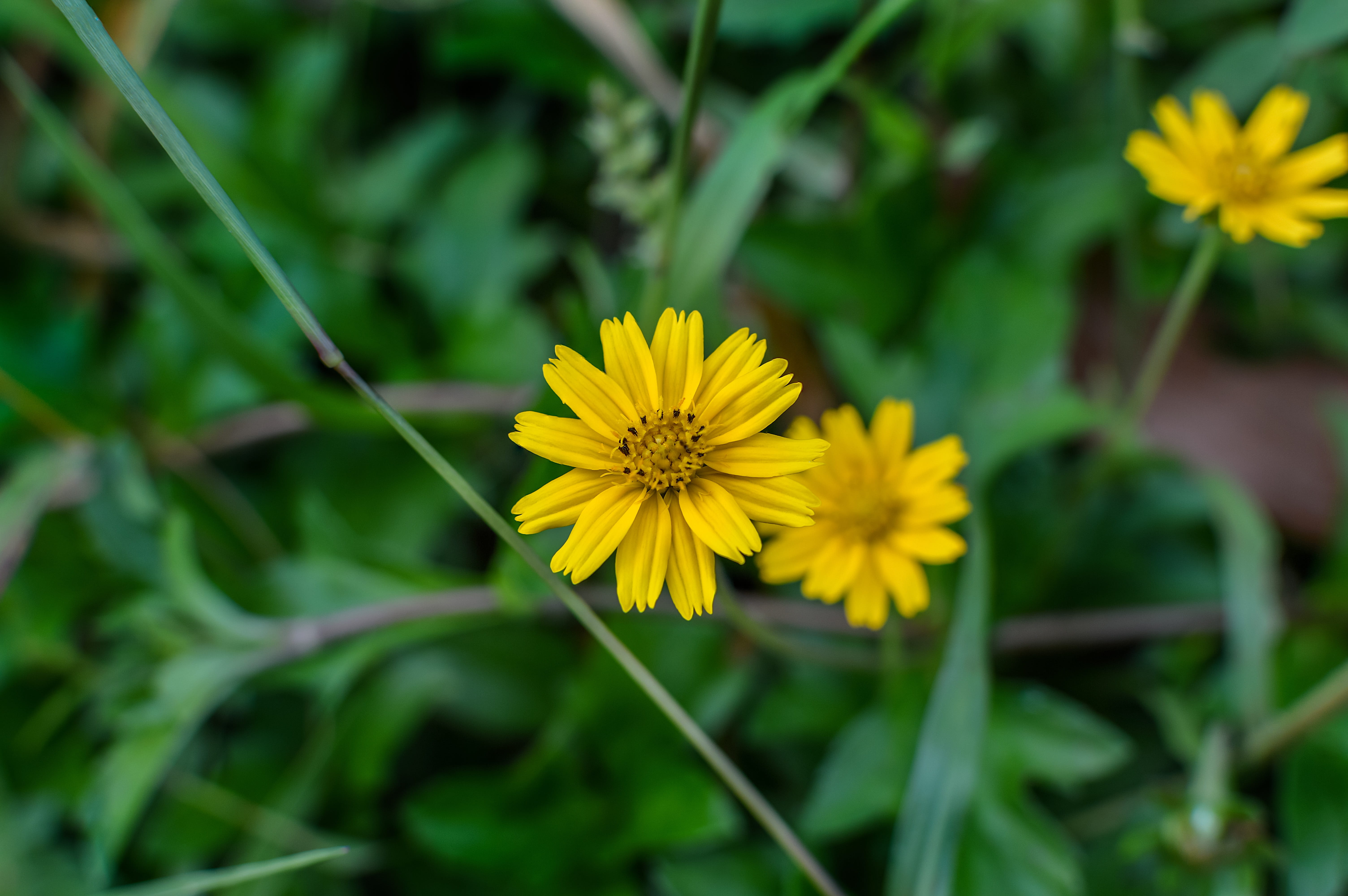 caribbean, sphagneticola trilobata, freshness, vulnerability, beautiful, flowering plant, plant, leaf, beauty, sphagneticola, close-up, wedelia, fresh, HD Wallpaper