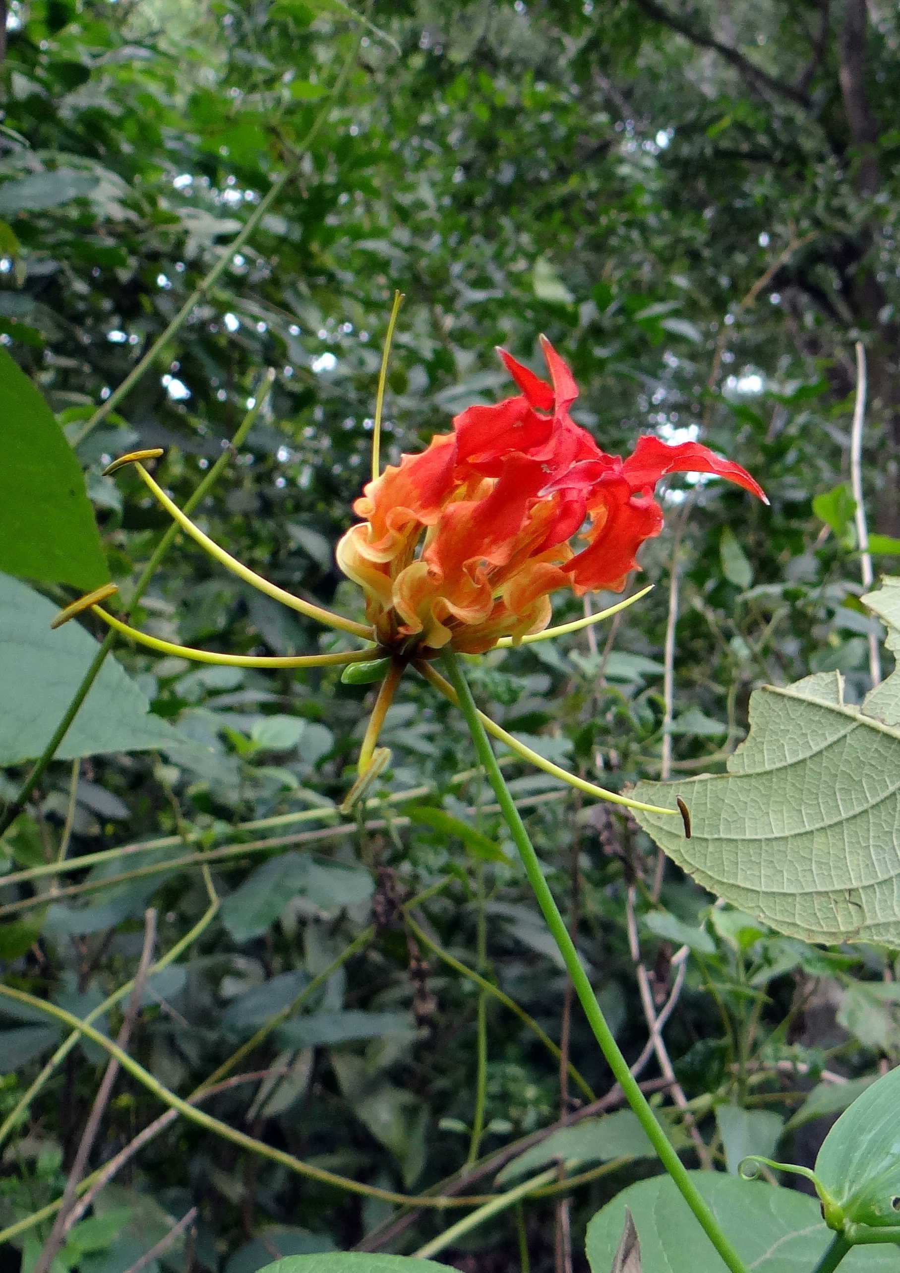 climbing lily, day, scarlet, close-up, karnataka, colchicaceae, nature, gloriosa, creeper, flora, india, inflorescence, focus on foreground, petal, flame lily, Phone HD Wallpaper