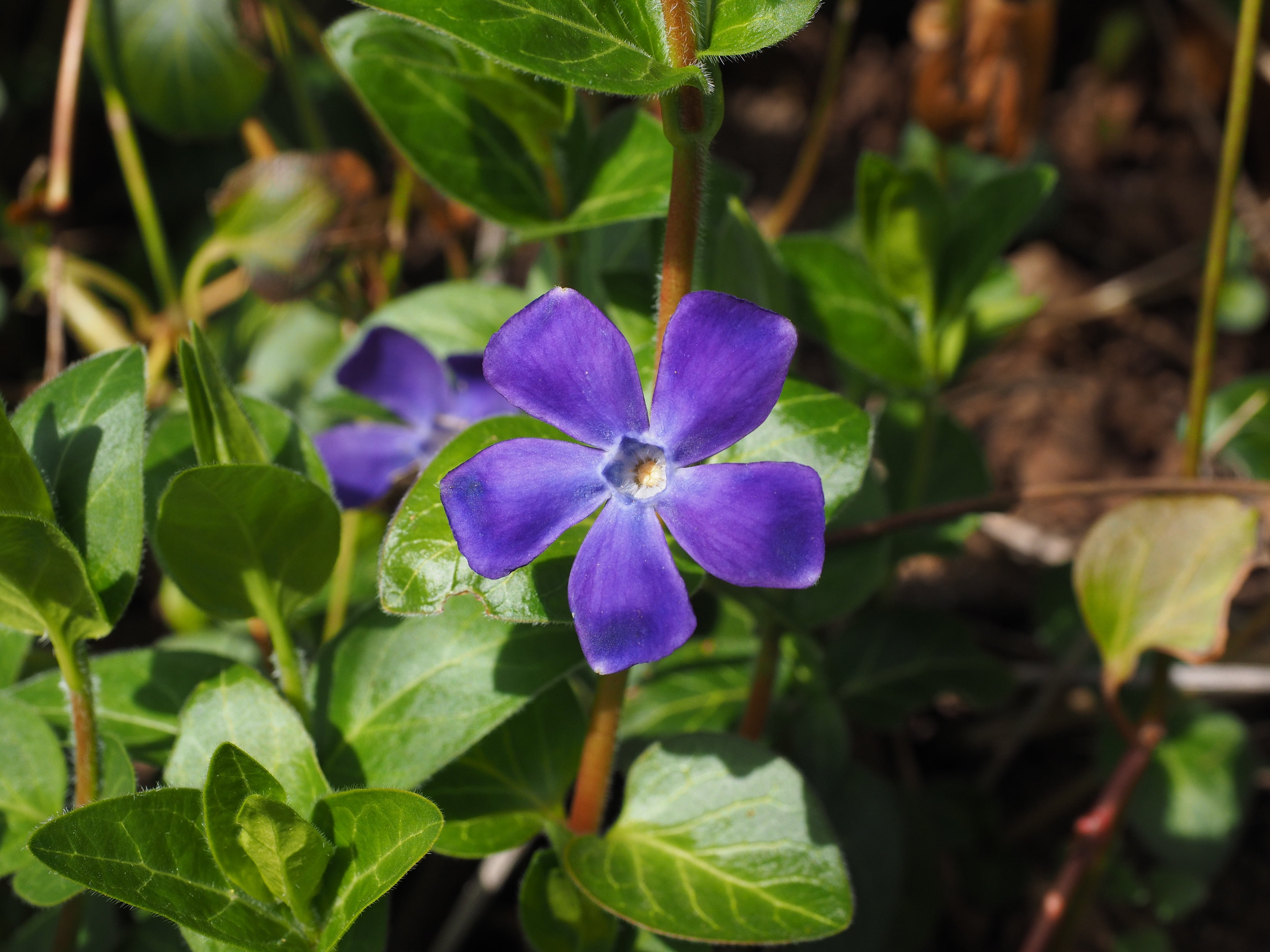 plant, small periwinkle, ground cover, petal, focus on foreground, cone flower, flower head, bloom, vulnerability, 4K, carpels, semi shrub, blossom, petals, HD Wallpaper