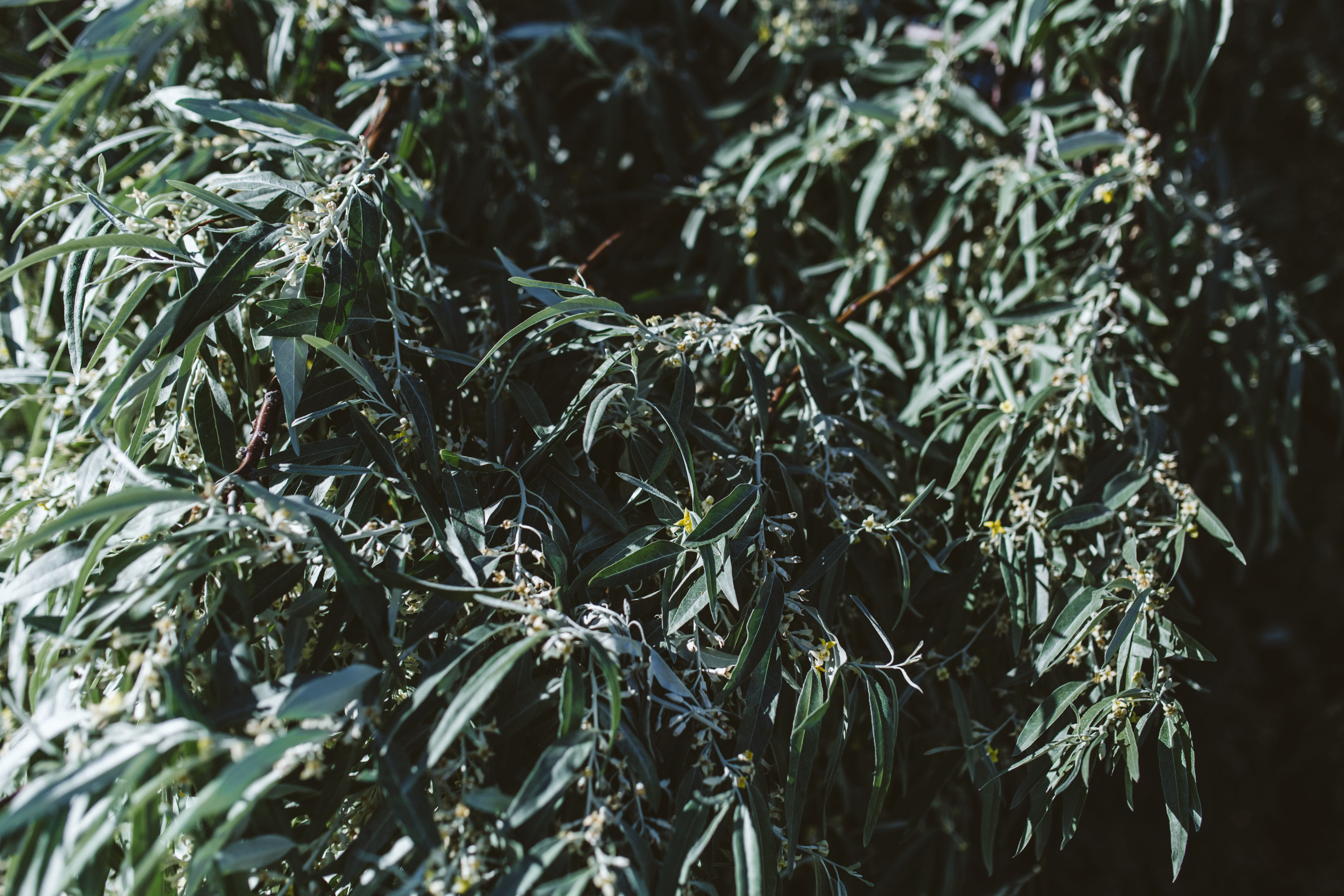 close-up, tranquility, backgrounds, plant part, full frame, Close up, balkan, close, nature, branch, Bulgaria, land, no people, growth, freshness, tree, HD Wallpaper