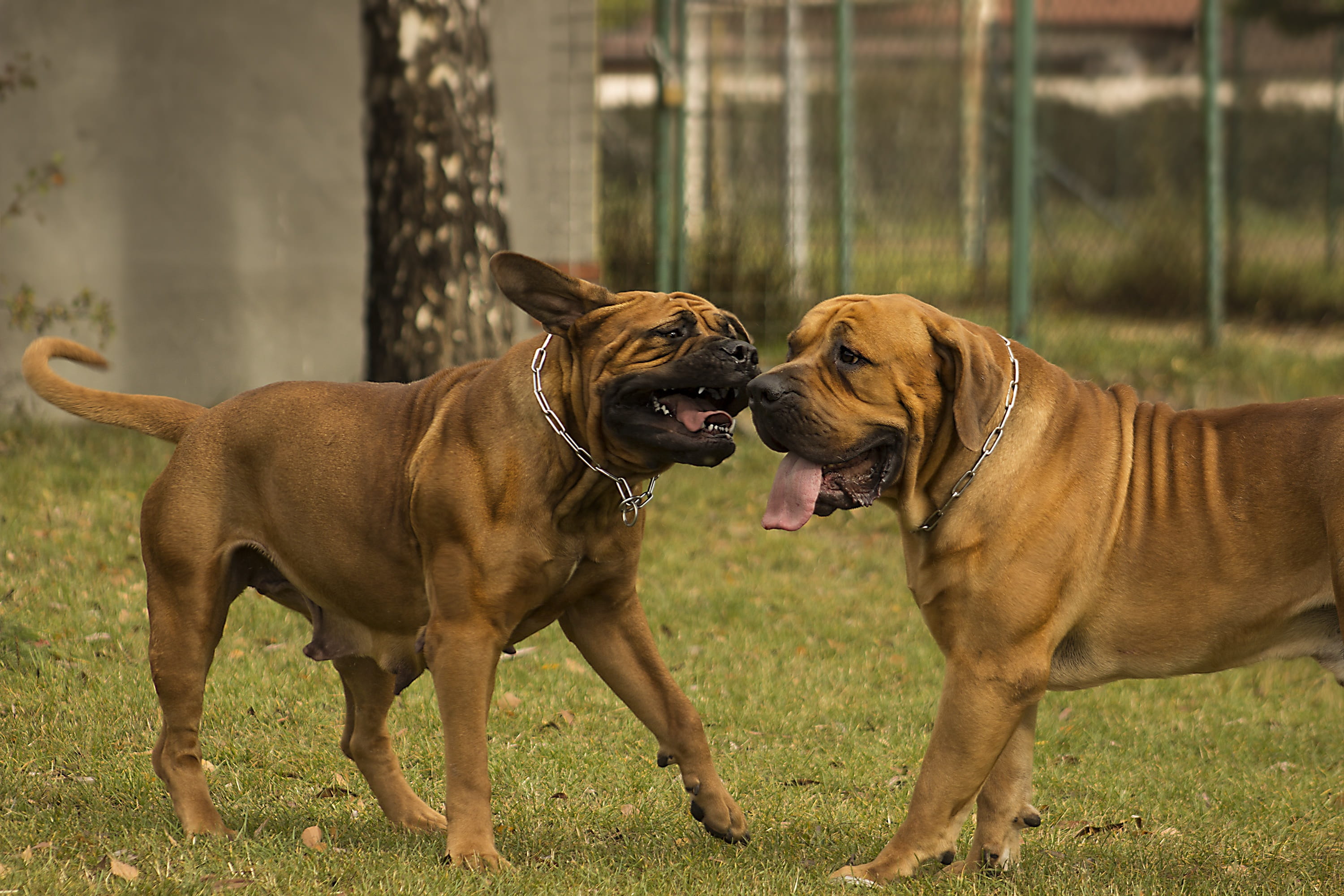 outdoors, domestic, 2K, playing, play, group of animals, friends, land, mouth open, boxer, tugboat, focus on foreground, home, Pet, puppies, wild game meat, HD Wallpaper