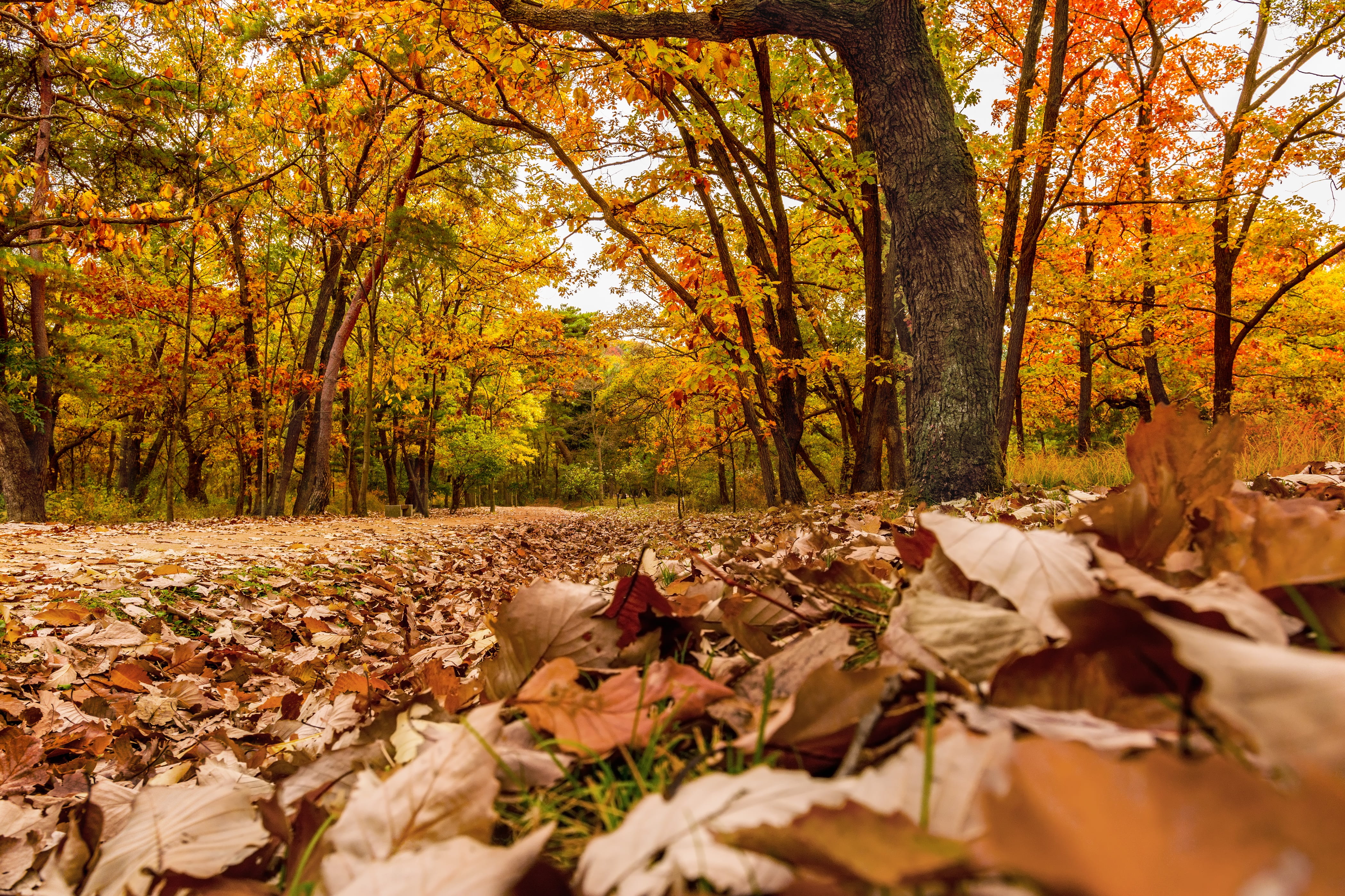 tree, land, trunk, korea, leaves, all these years, natural condition, tree trunk, trees, dry, outdoors, tranquility, autumn leaves, woodland, fall, plant part, HD Wallpaper