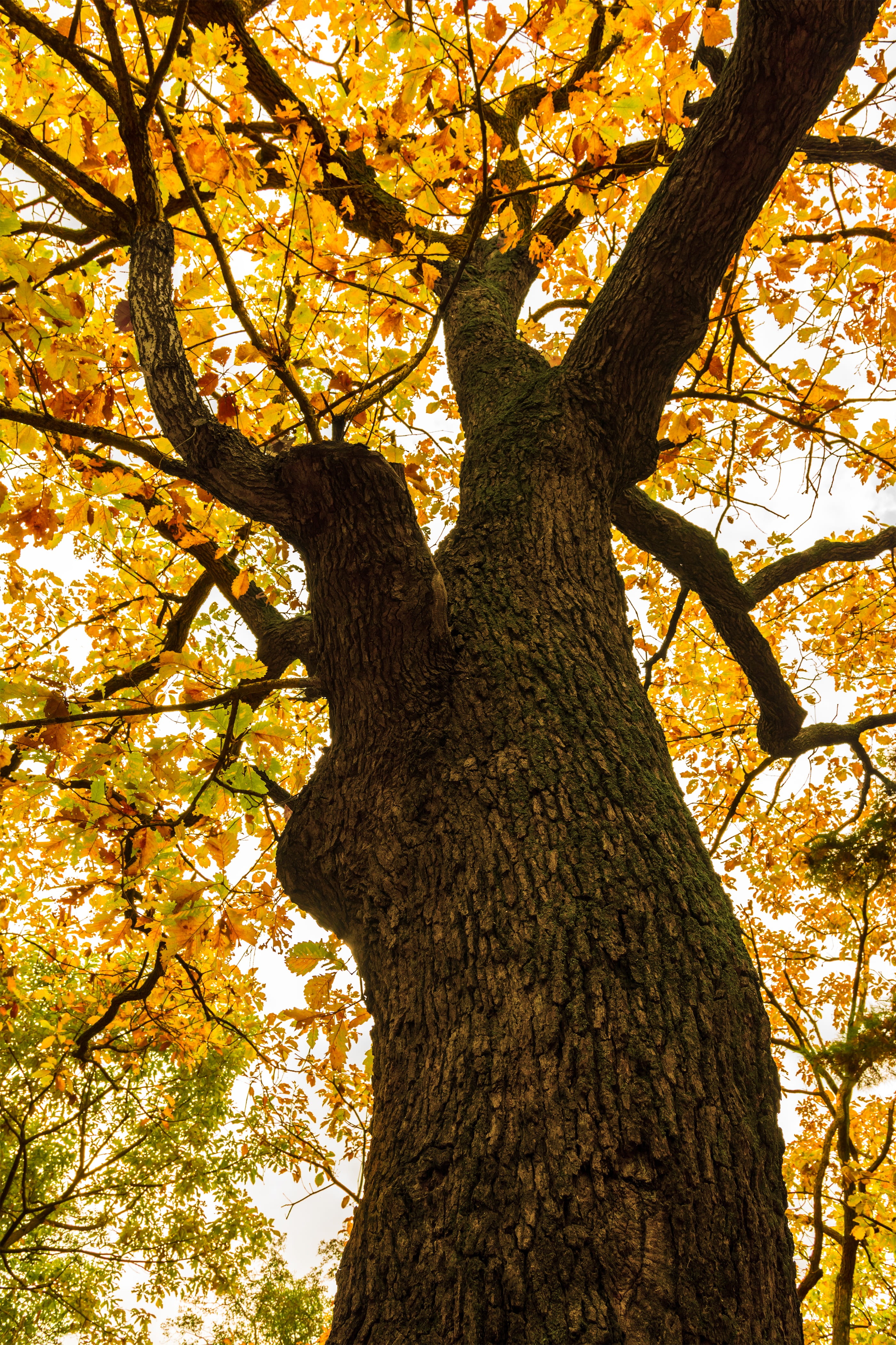 maple tree, nature, trunk, tree trunk, beauty in nature, growth, outdoors, and thu, leaves, plant part, zhang ling, sunlight, the leaves, walk, tree, low angle view, Phone HD Wallpaper