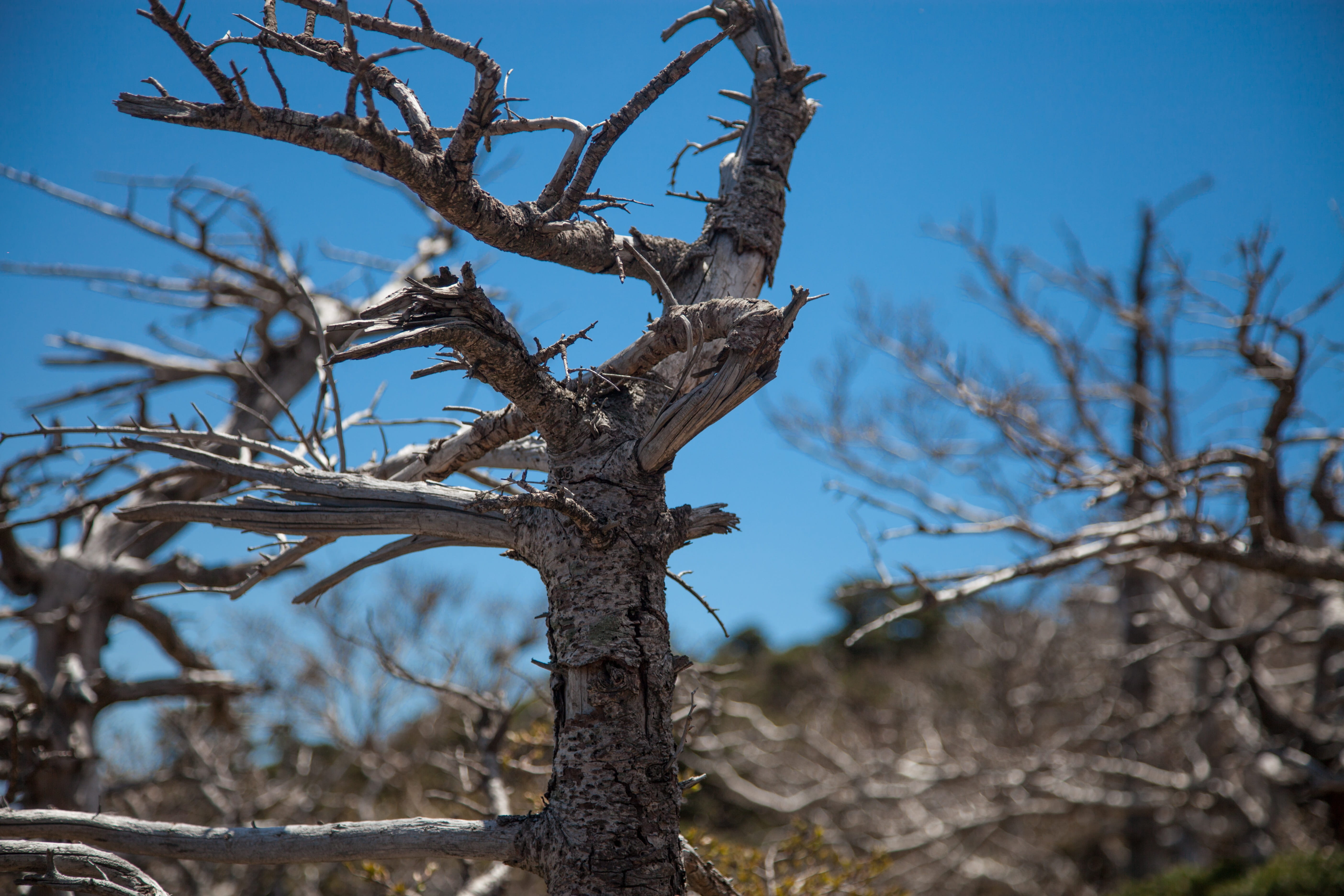 beauty in nature, landscape, Jeju Island, jeju, low angle view, clear sky, trunk, branch, Items, plant, and thu, tree trunk, Halla, scenics - nature, tree, HD Wallpaper