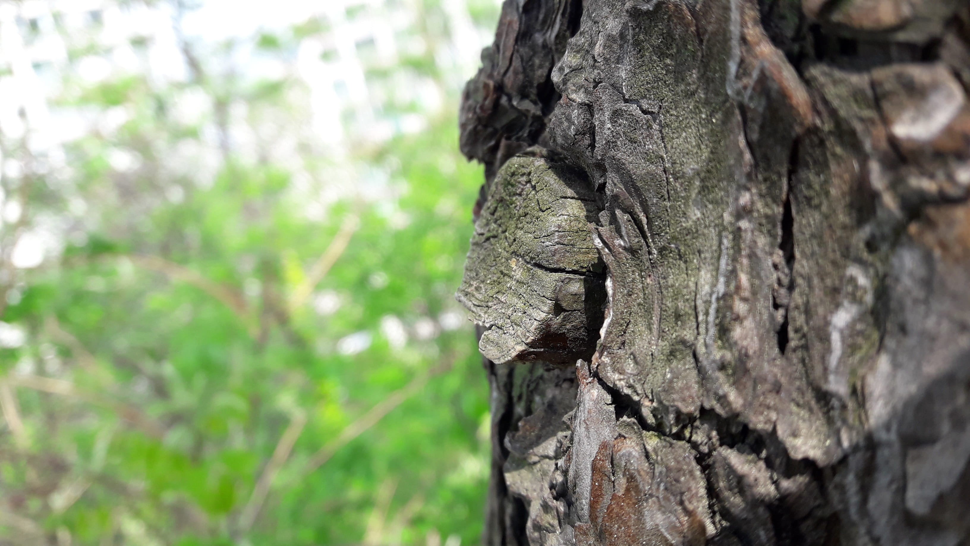 surface, bark, vertebrate, textured, tree, animal themes, pattern, in the forest, pine, forest, wood - material, trunk, outdoors, nature, selective focus, HD Wallpaper