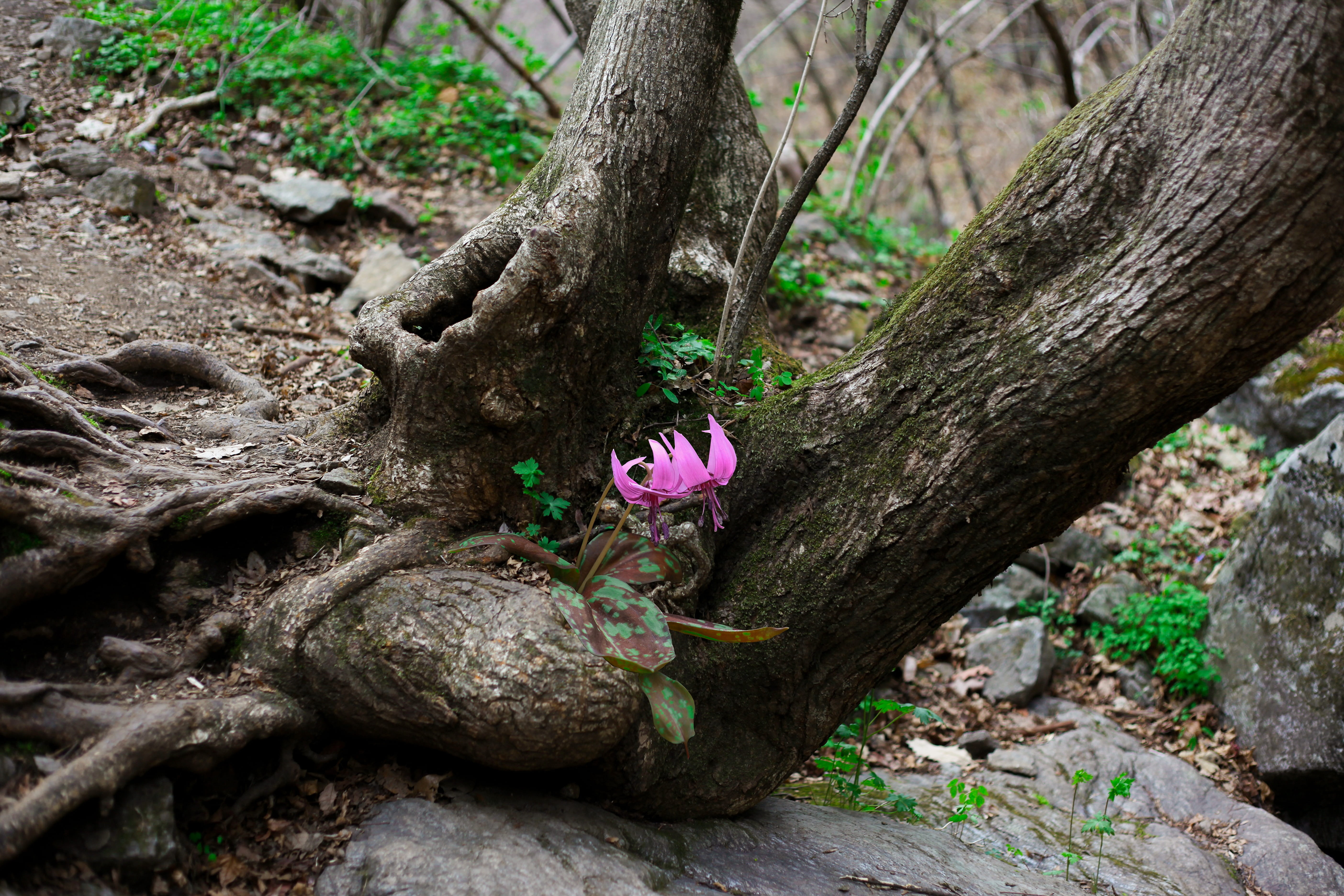 nature, close-up, purple, 5K, flower head, beauty in nature, tree trunk, peel, tree, wildflower, plant, knar, flower, day, no people, texture, vulnerability, HD Wallpaper