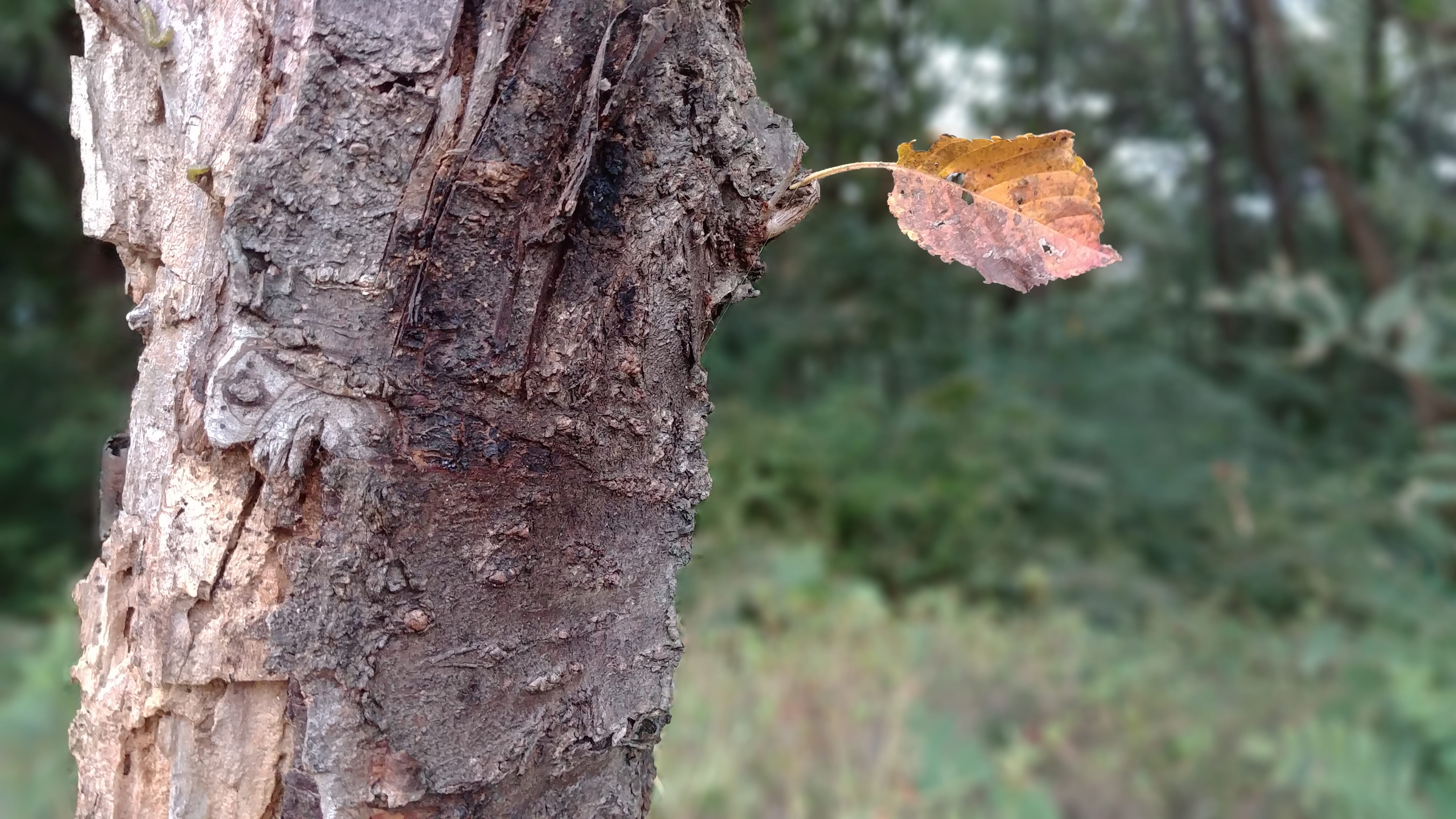 outdoors, chilly, focus on foreground, 4K, land, dry leaf, tree, leaves, tree trunk, mushroom, trunk, no people, close-up, autumn, korea, natural condition, HD Wallpaper