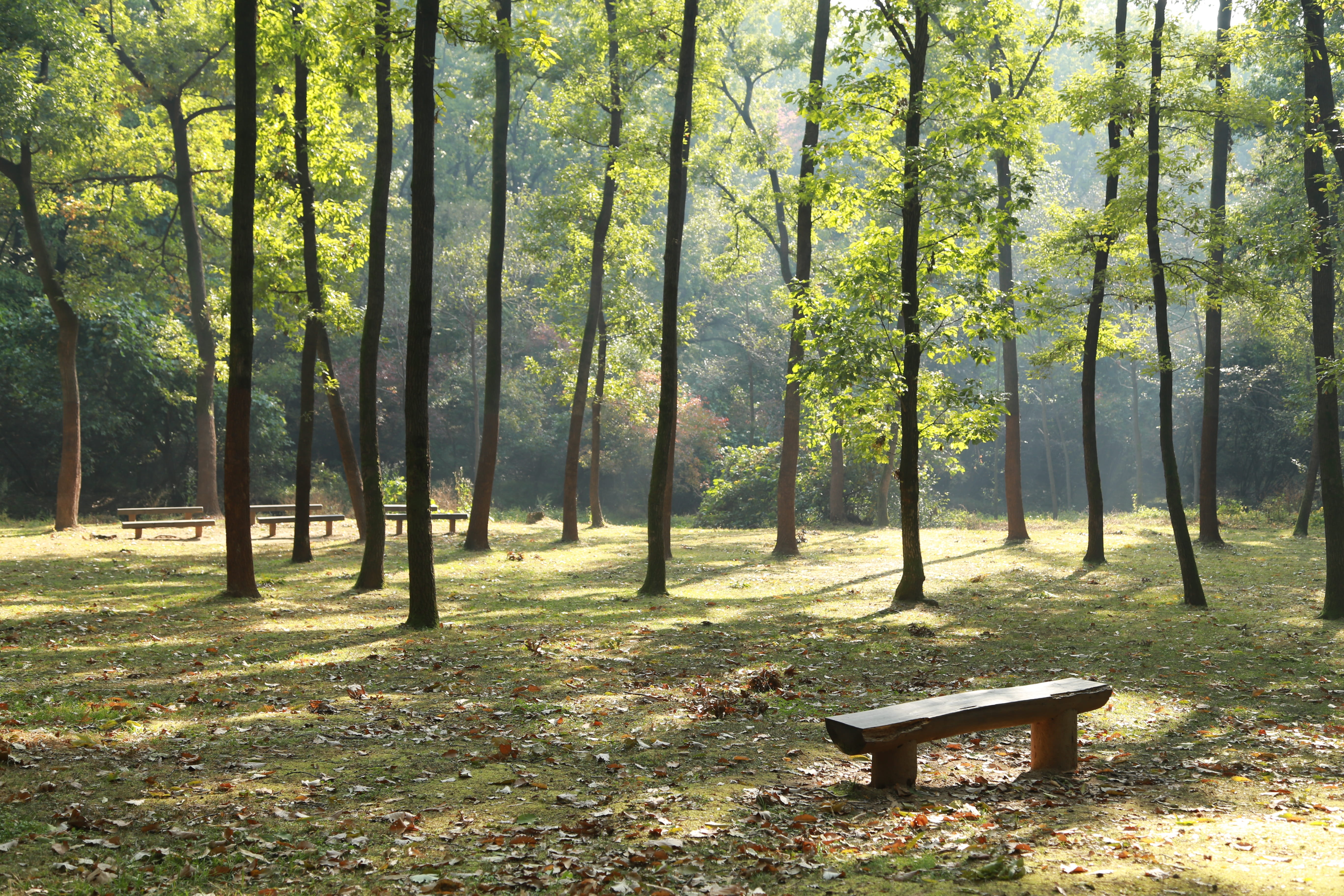 non-urban scene, tree trunk, outdoors, chair, wild, beauty in nature, no people, empty, land, tranquility, trunk, landscape, stem, and thu, forest, pine, HD Wallpaper