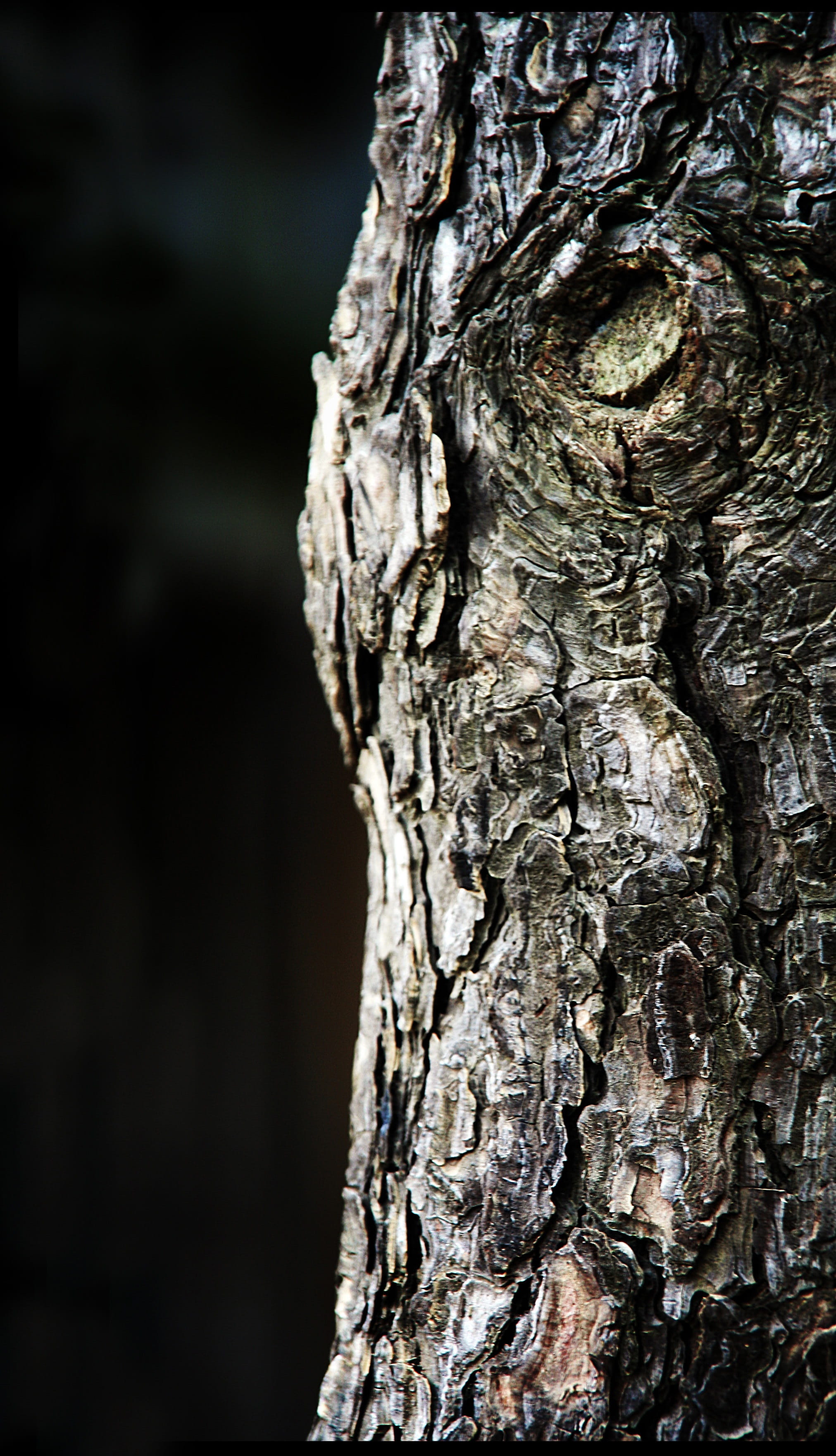 woodland, backgrounds, Thu, growth, Nature, toughness, wood - Material, brown, tree Trunk, branch, pattern, Wood, plant bark, textured effect, plant, no people, Phone HD Wallpaper