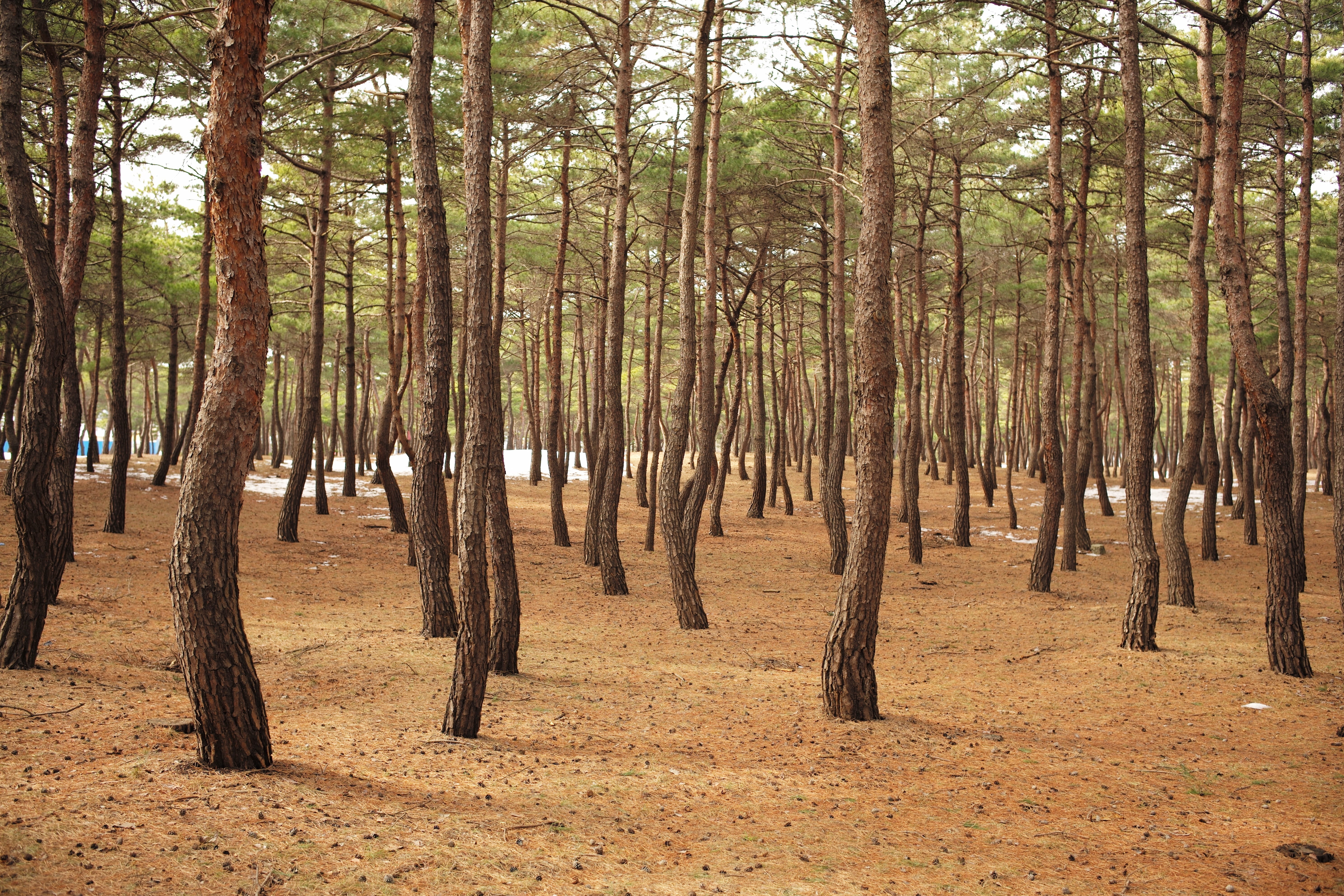 all these years, plant, abundance, land, 5K, wild, pine tree, wood, growth, tree, tranquil scene, coniferous tree, non-urban scene, rough one, outdoors, HD Wallpaper
