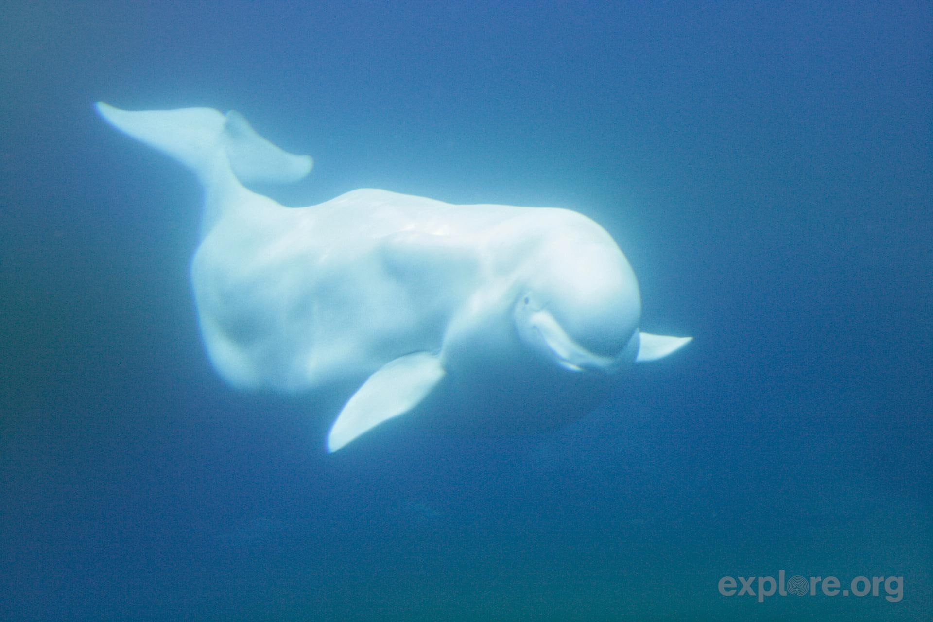 1080P, animals, animal, albino, whale, beluga, grande, branca, mamifero, agua, baleia, HD Wallpaper