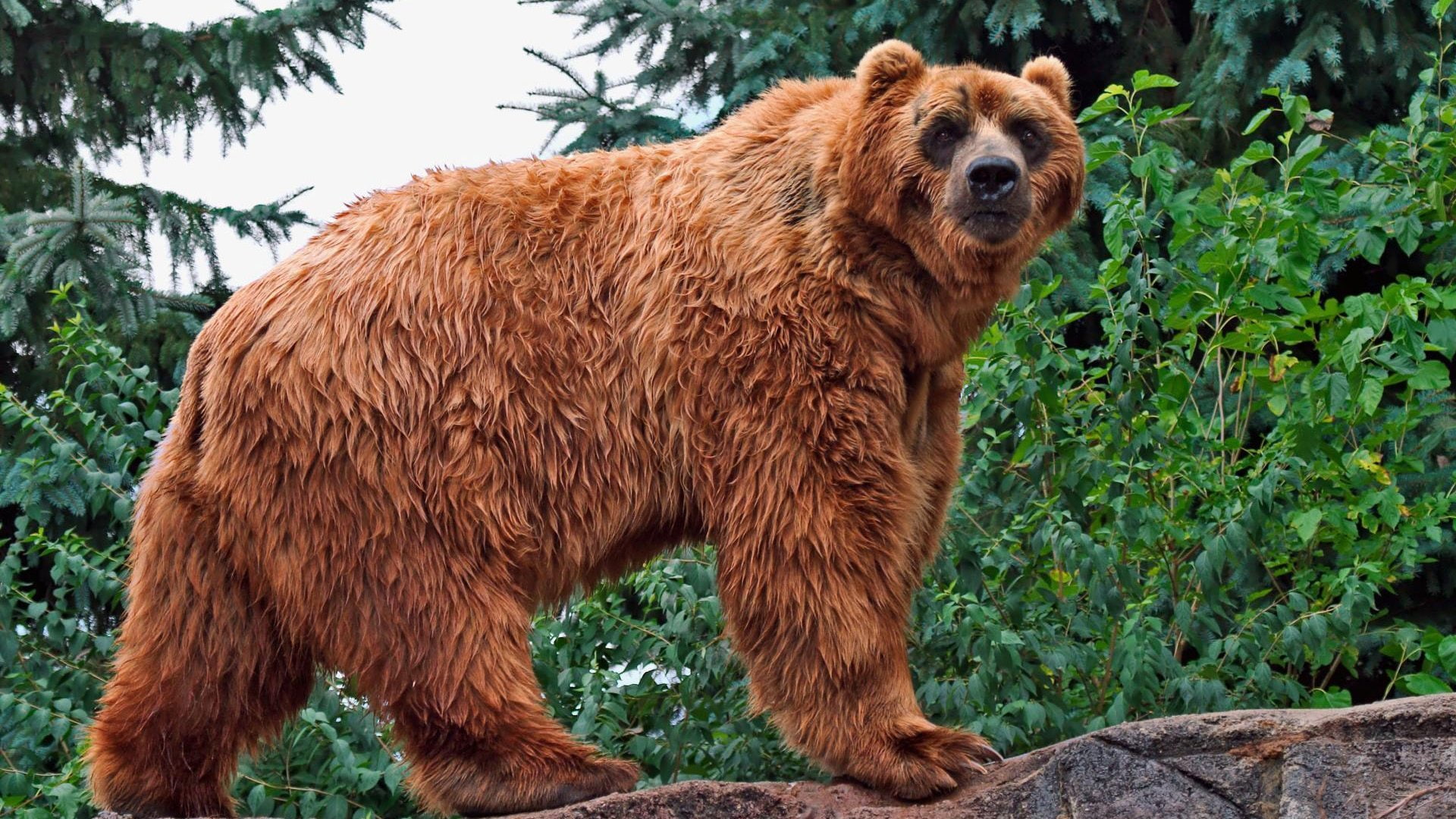 growth, green color, standing, Mamifero, animal themes, one animal, animal wildlife, Oso, bear, vertebrate, day, plant, nature, outdoors, animal, land, HD Wallpaper