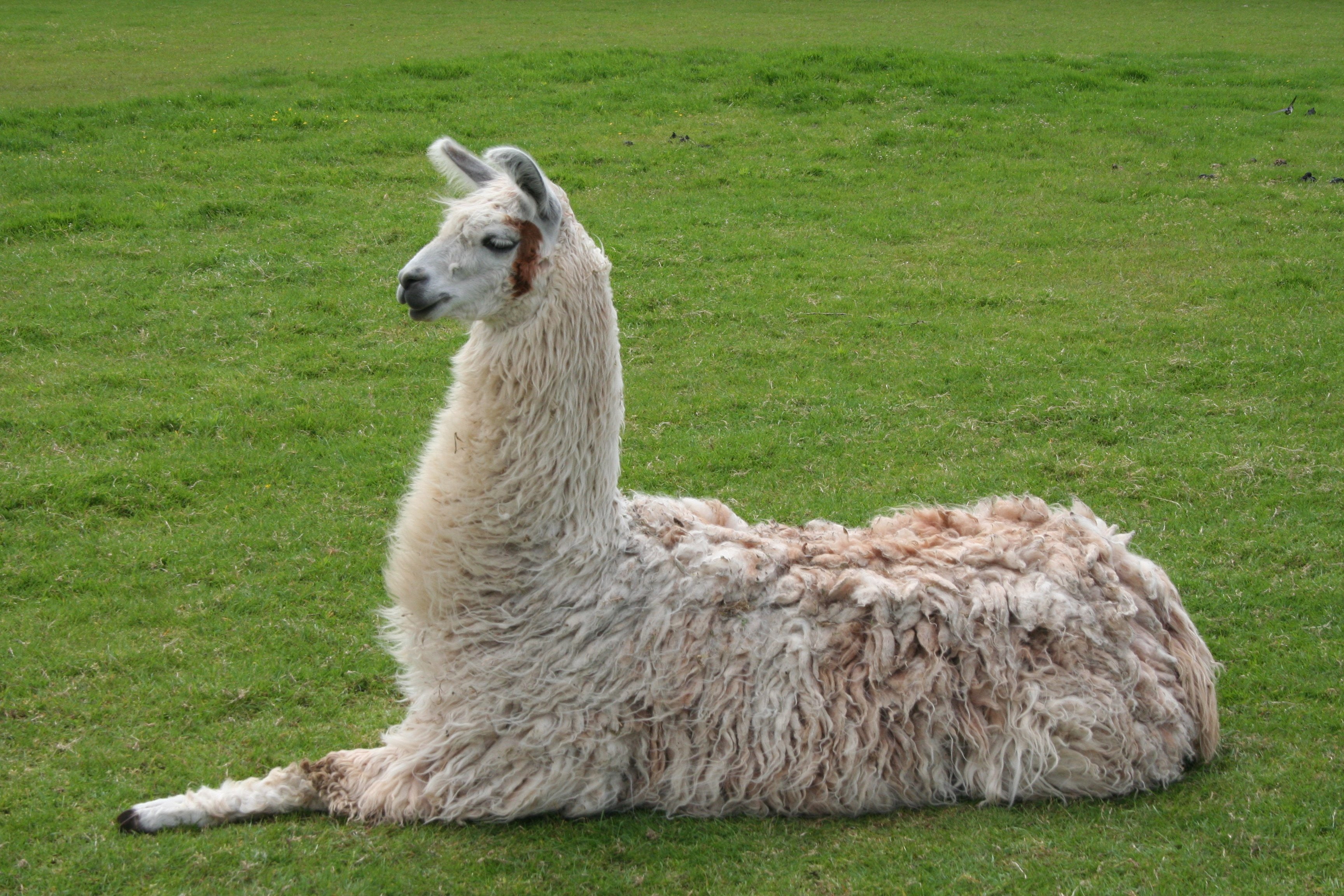 Mamifero, animal head, animal themes, one animal, no people, green color, day, pets, alpaca, domestic, land, livestock, animal, plant, field, herbivorous, HD Wallpaper