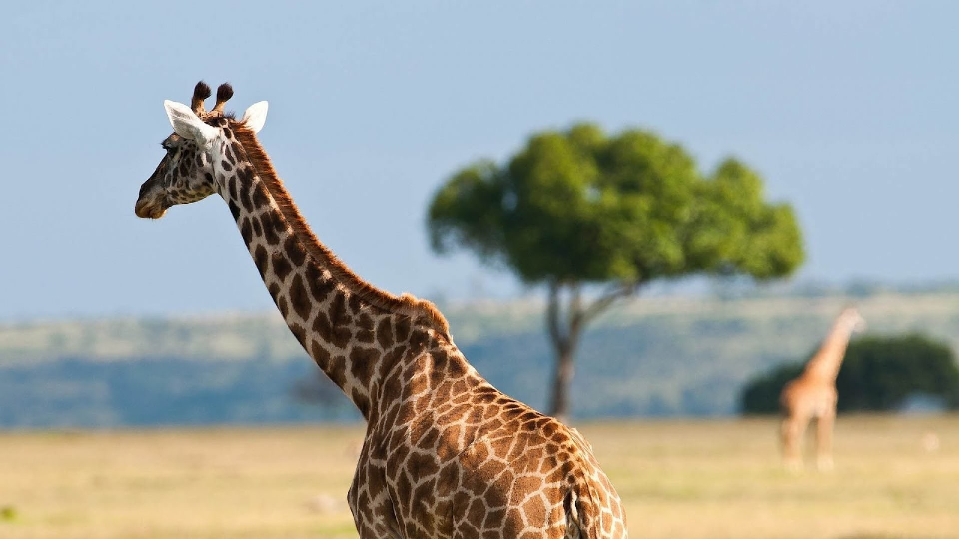 plant, animal, vertebrate, animal neck, jirafa, herbivorous, animal themes, mammal, Mamifero, sky, focus on foreground, day, tall - high, tree, no people, HD Wallpaper