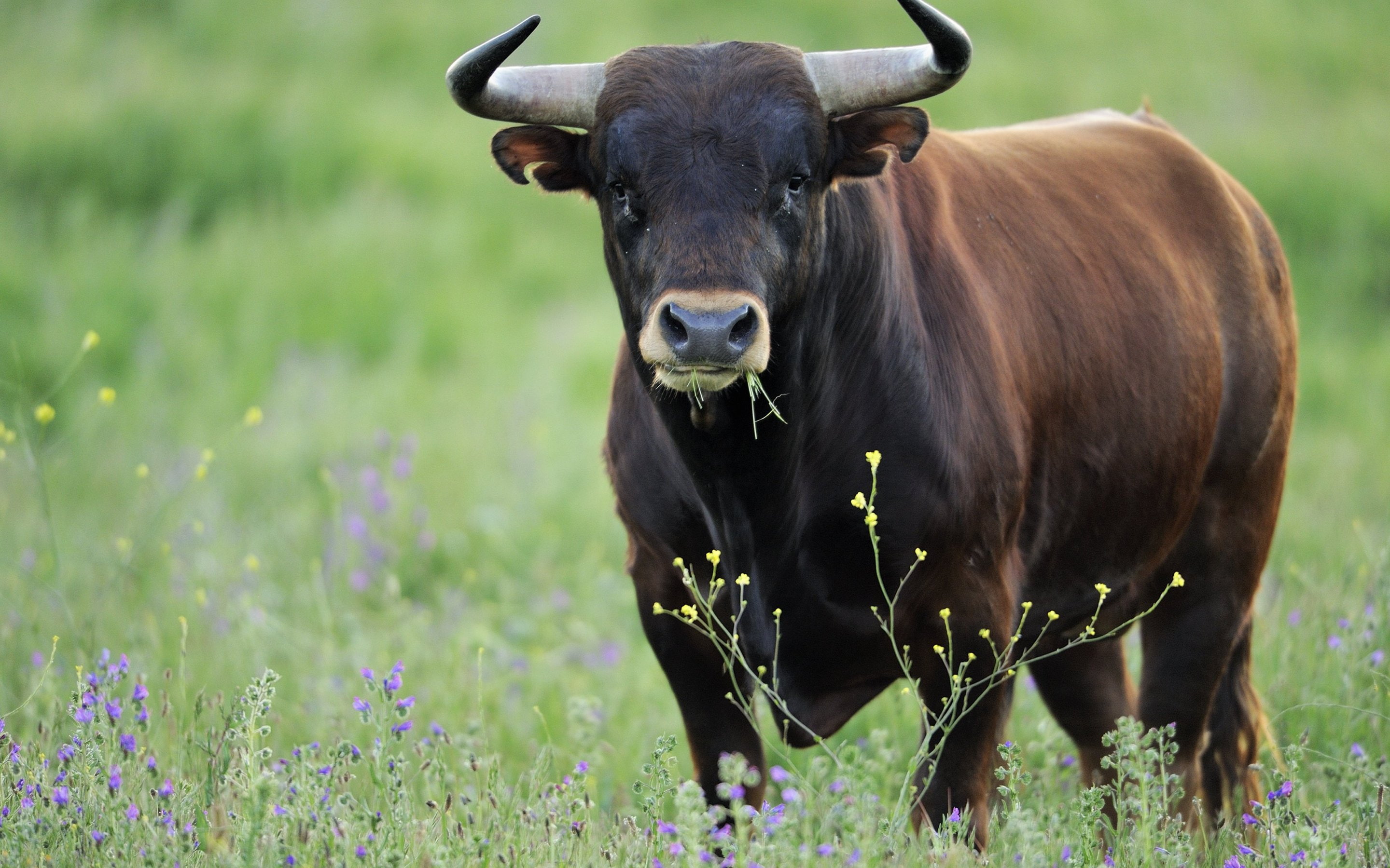 2K, one animal, Bravo, Mamifero, outdoors, toro, animal, livestock, nature, land, herbivorous, cattle, no people, day, domestic animals, mammal, plant, HD Wallpaper