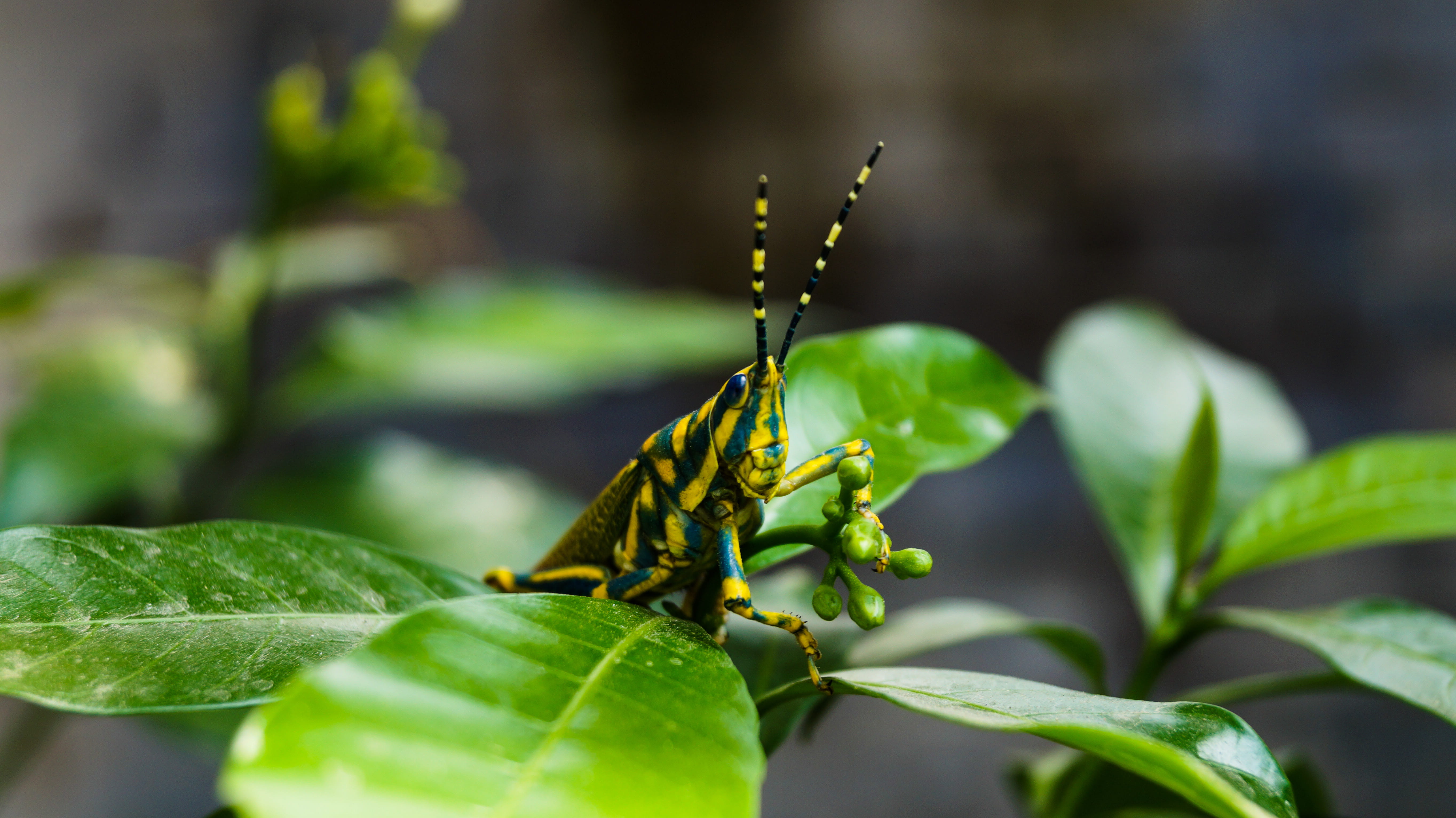 green color, selective focus, garden, invertebrate, day, animal themes, leaf, reptile, focus on foreground, animal wildlife, lucknow, nature, insect, insects, HD Wallpaper