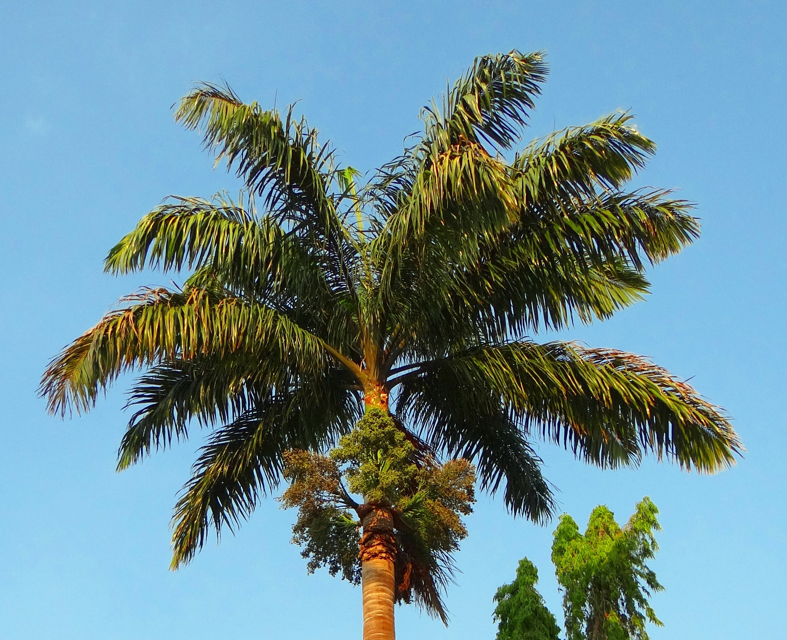 tropical tree, roystonea regia, india, summer, no people, tree trunk, belgaum, palm, tranquility, sky, clear sky, day, kittur, palm leaf, arecaceae, coconut palm tree, HD Wallpaper