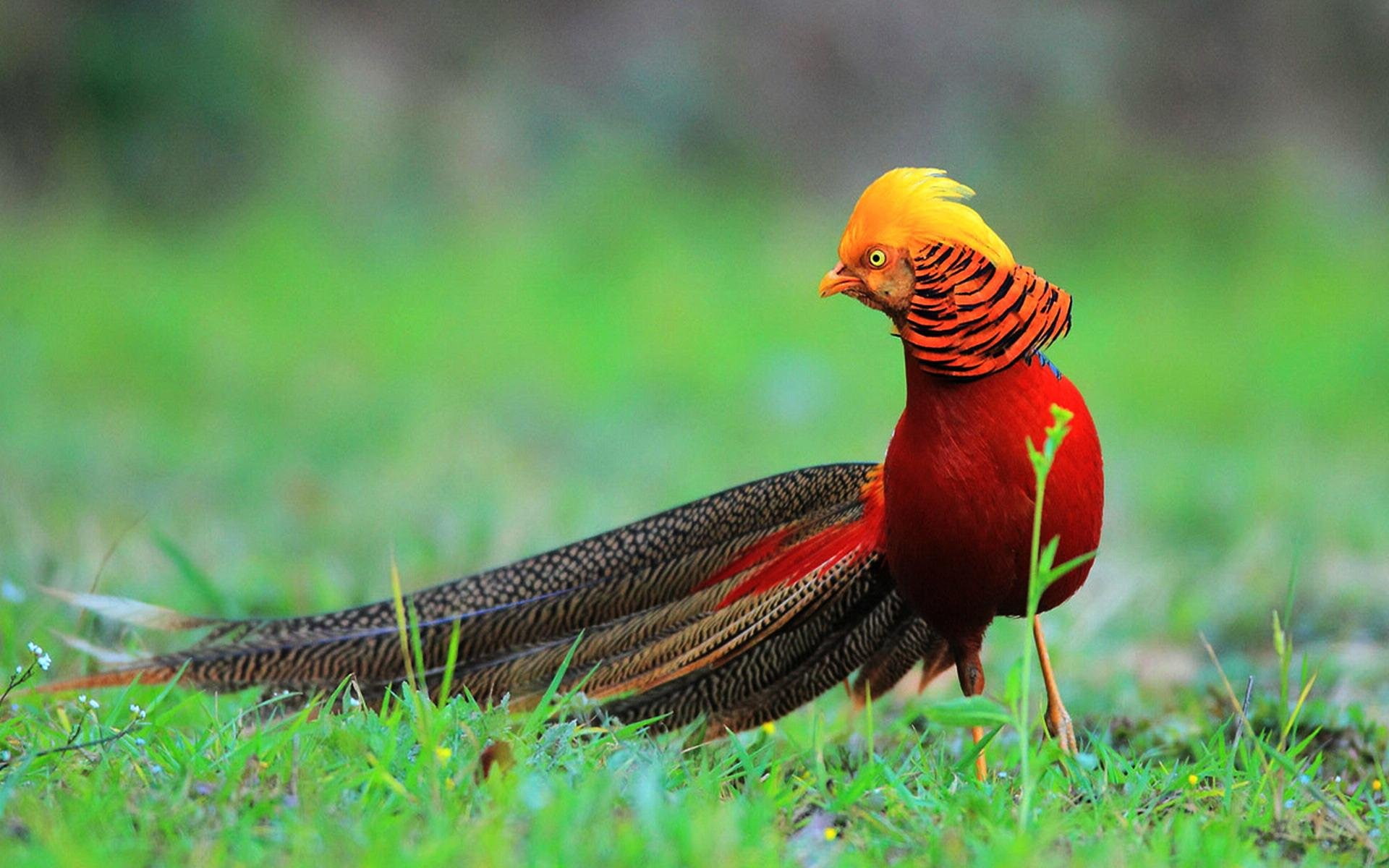 field, animal, animal wildlife, focus on foreground, Pheasant, animal themes, plant, 26, 1080P, Colorful, grass, no people, beauty in nature, nature, selective focus, HD Wallpaper