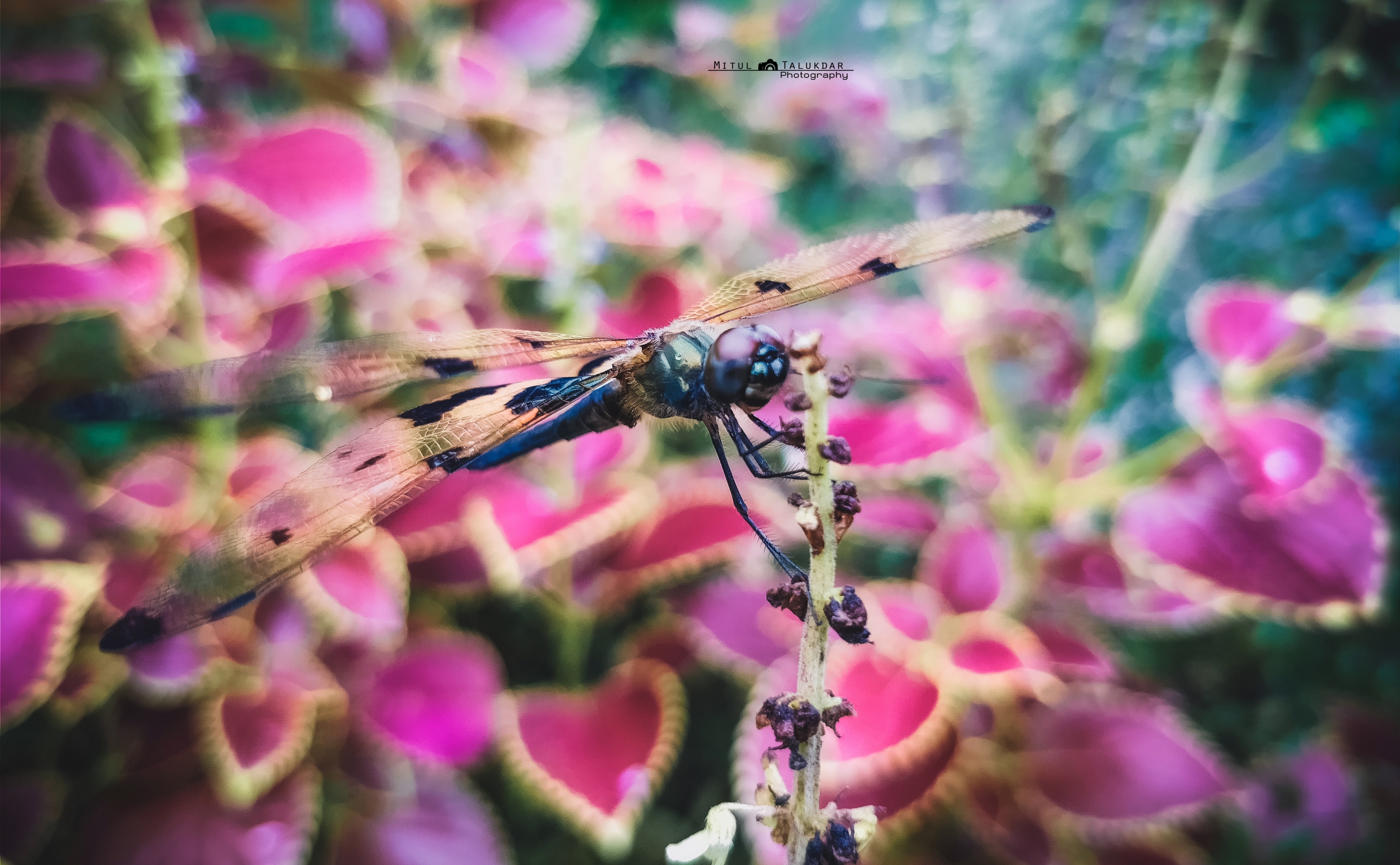 fragility, plant, animal wing, 4K, pink color, mobilecamera, animal wildlife, colourful, vulnerability, nikon, flower head, no people, macro, outdoor, HD Wallpaper