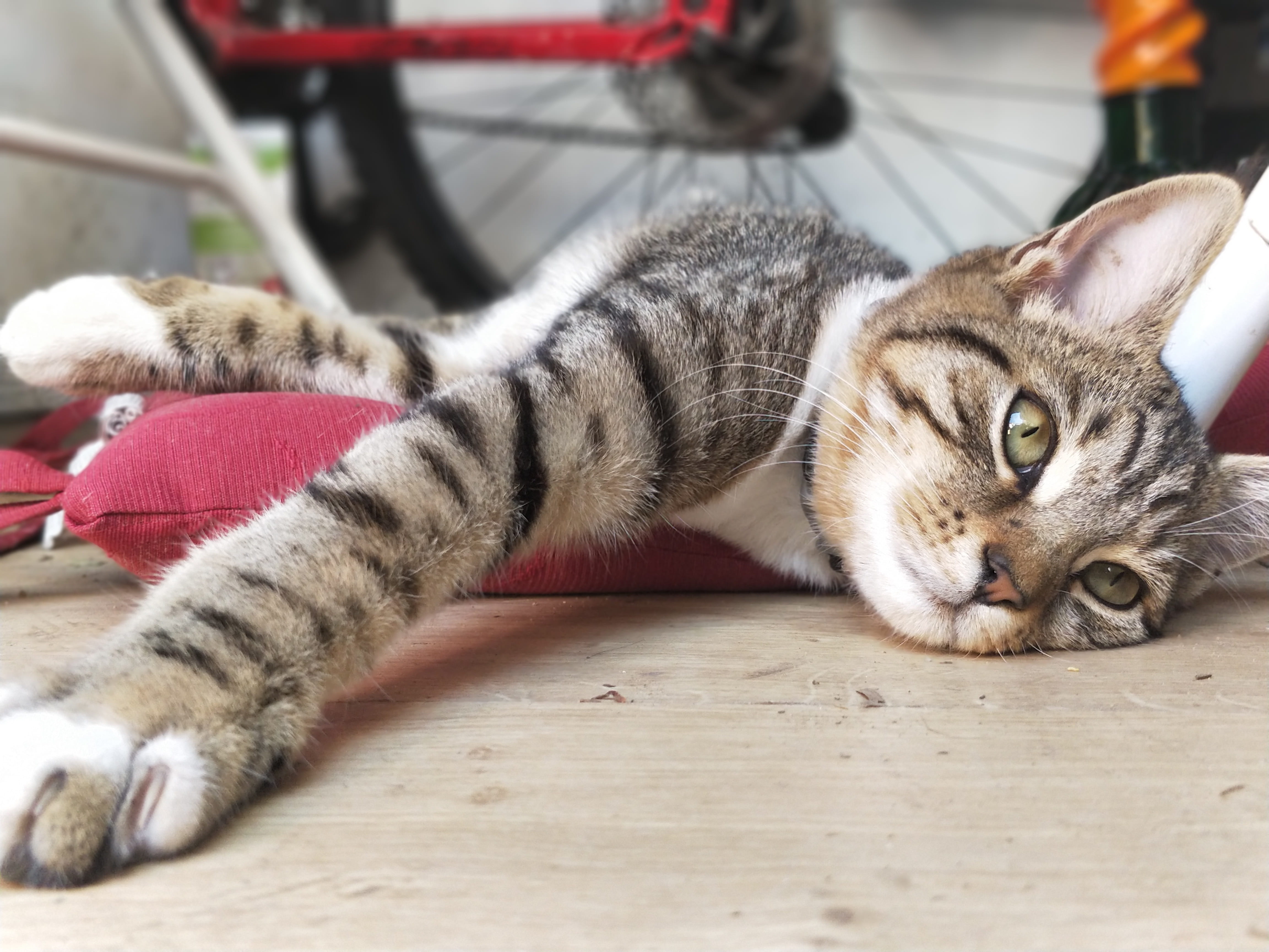 feline, vertebrate, animal, domestic animals, one animal, cat, resting, no people, focus on foreground, tabby, oneplus5, domestic cat, relaxing, orange, HD Wallpaper