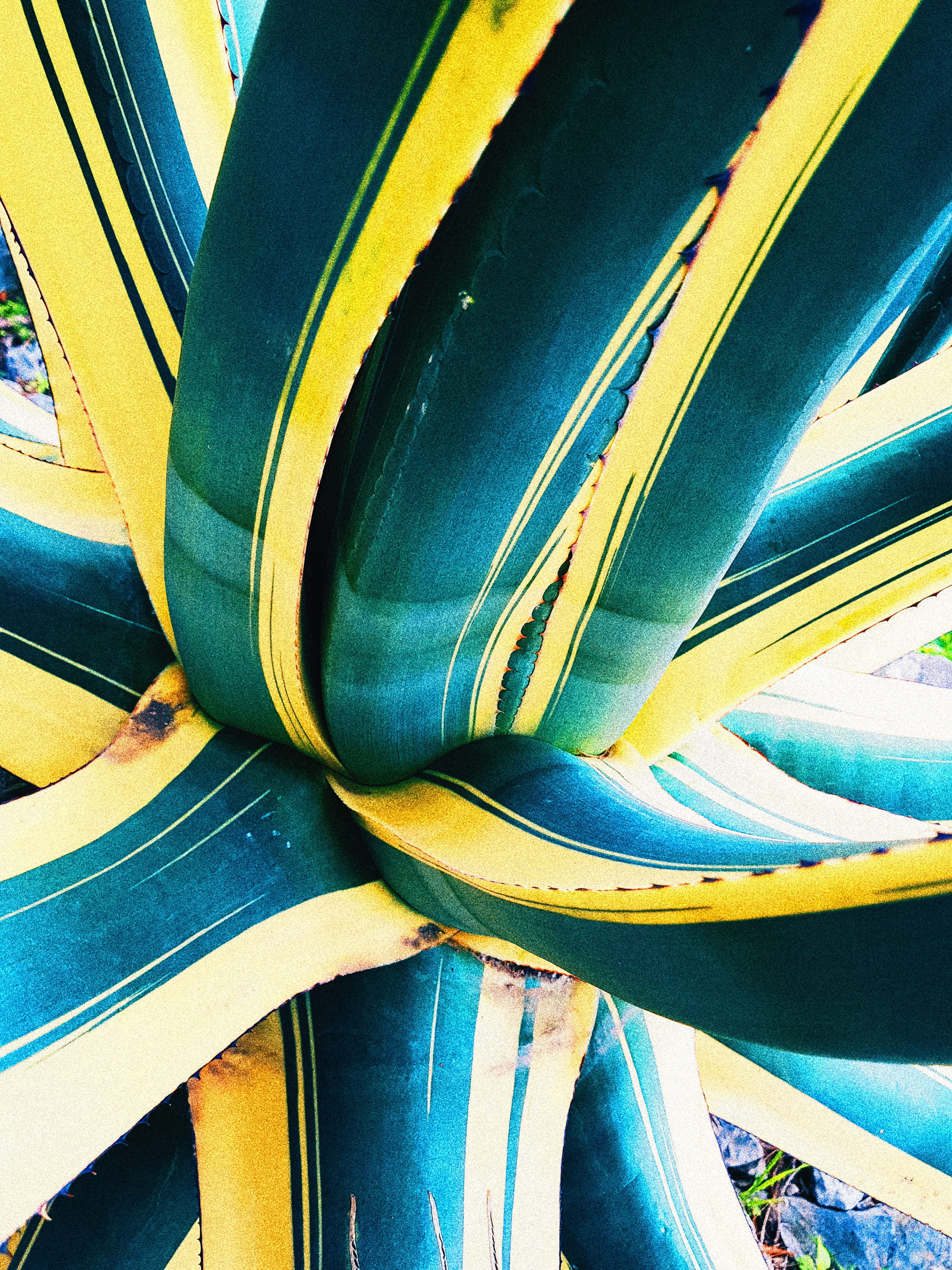 sun, travel, beach, explore, multi colored, day, pattern, agave, nature, built structure, mobilephotography, indoors, backgrounds, summer, plant, wheel, Phone HD Wallpaper