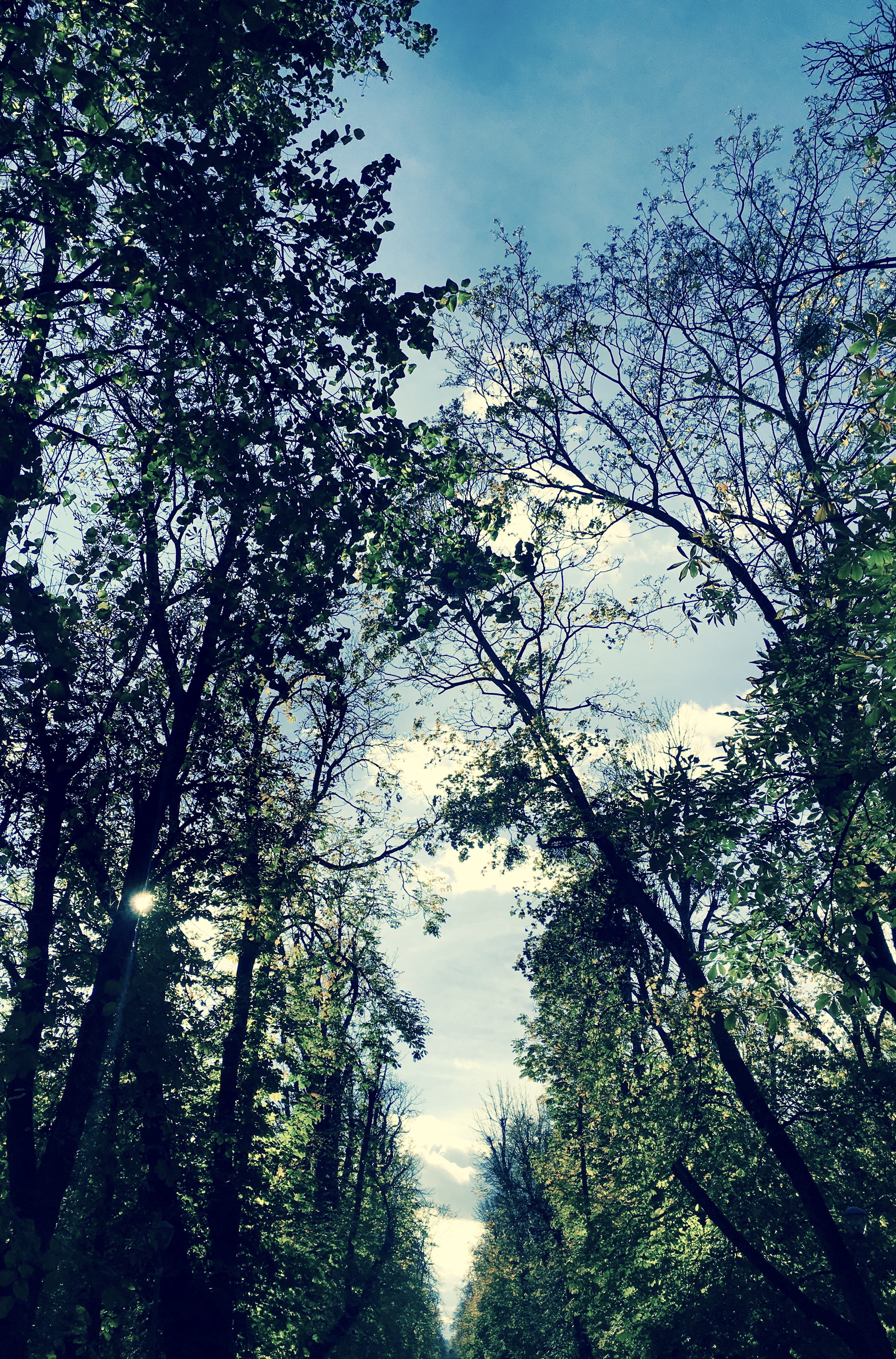 cloud - sky, adventure time, mobilephotography, iphonephotography, tree, walk in the park, clear sky, low angle view, no people, autumn, branch, scenics - nature, Phone HD Wallpaper