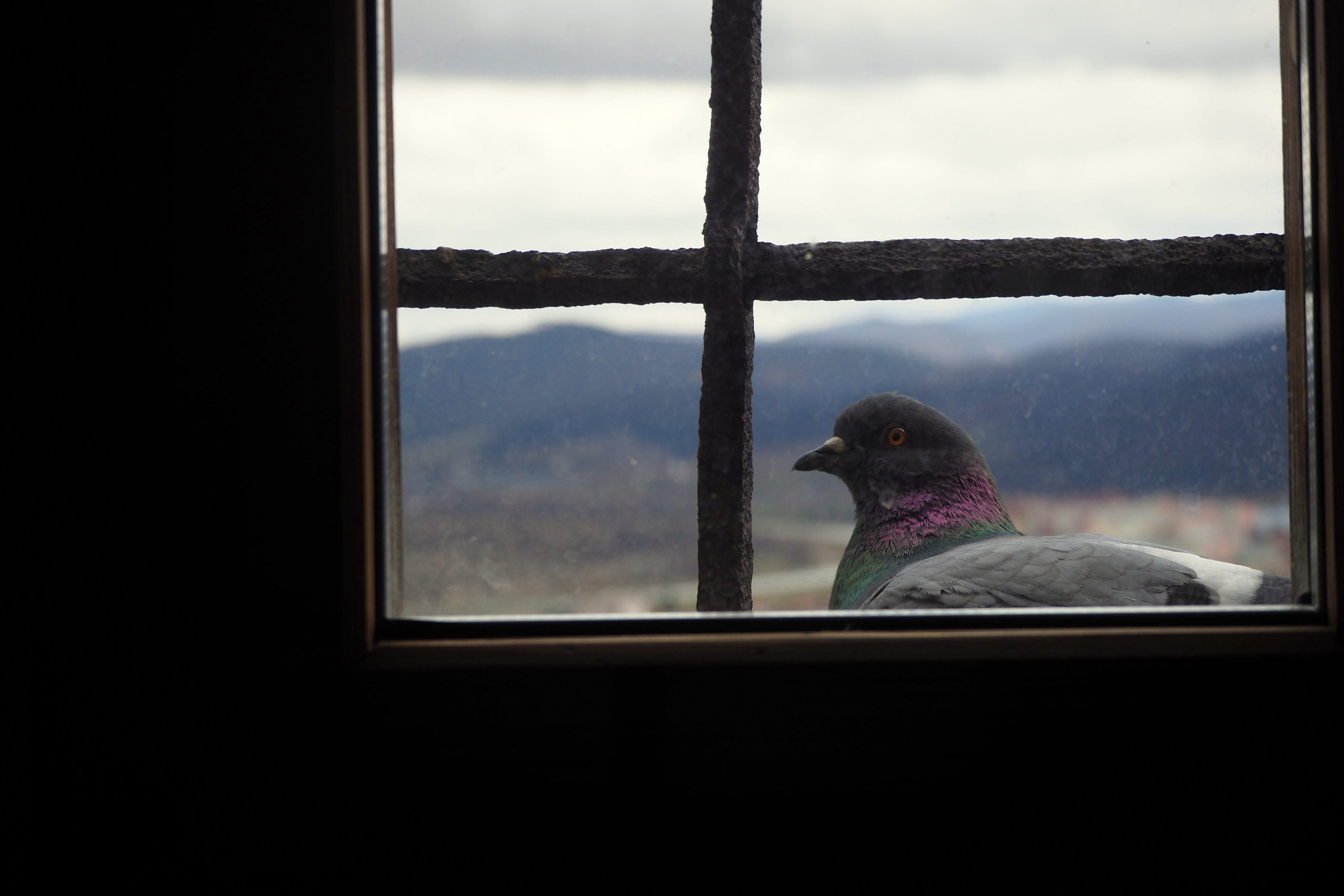 window frame, tower, sky, animals in the wild, glass - material, transparent, animal wildlife, cloud - sky, vertebrate, perching, indoors, 4K, pingeon, HD Wallpaper