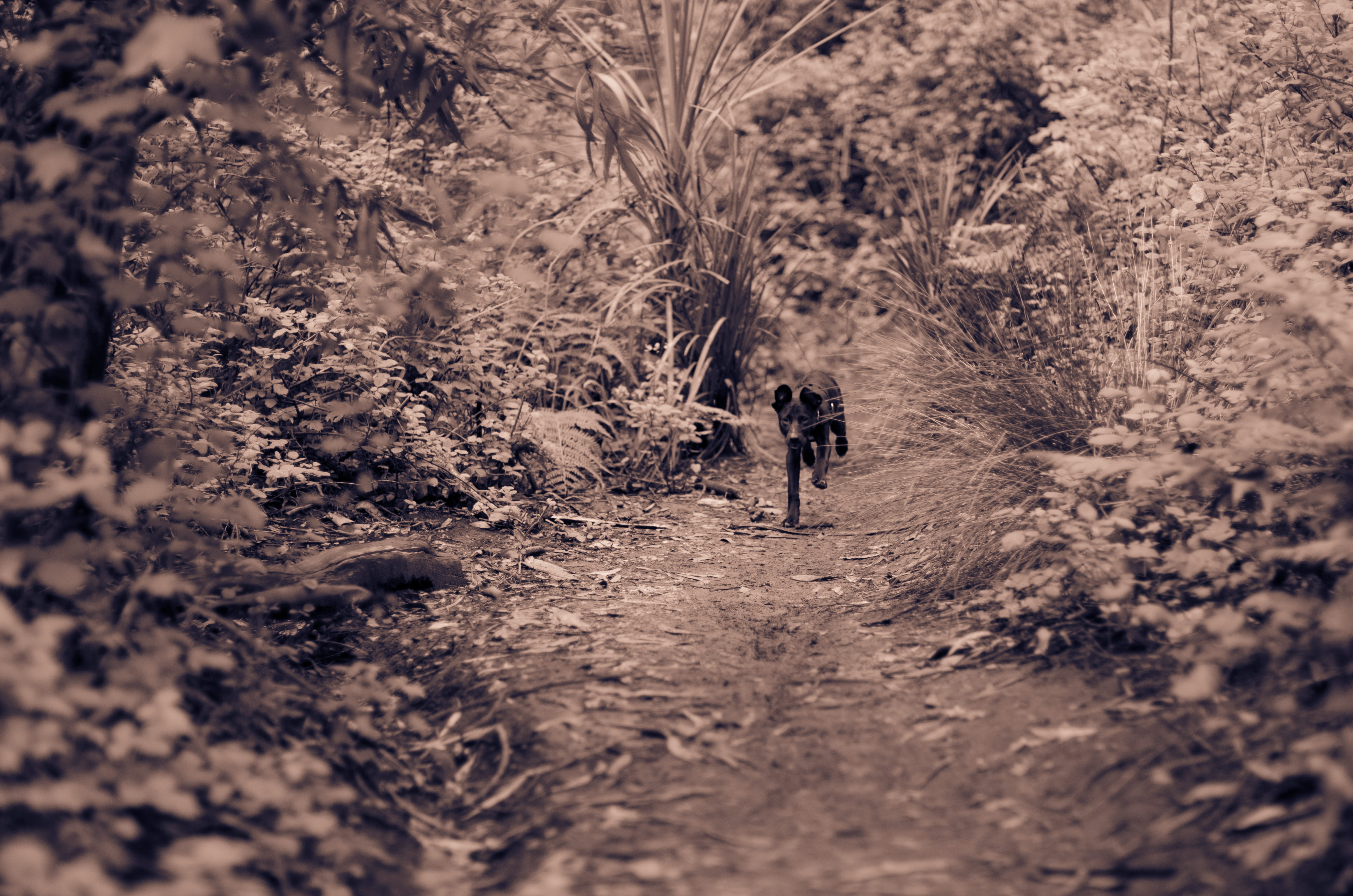 people, hiking, day, land, plant, hike, mammal, running, footpath, forest, woods, path, one animal, dirt, selective focus, san francisco, 4K, united states, HD Wallpaper
