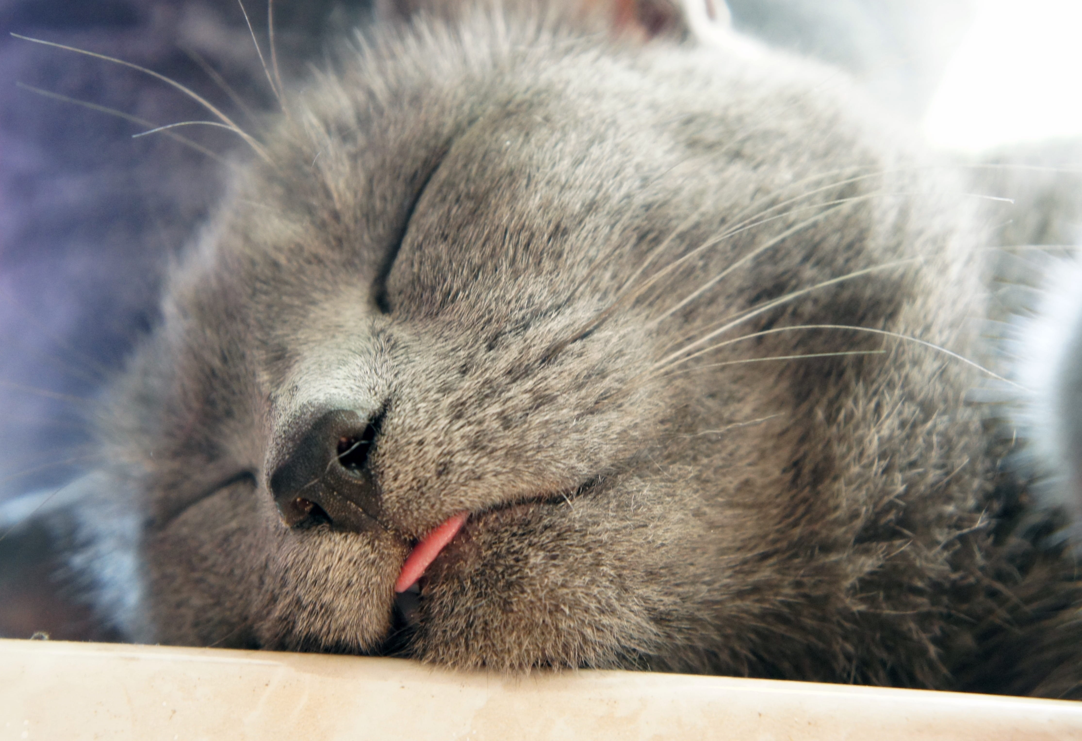 no people, kitten, domestic animals, animal themes, focus on foreground, close, vertebrate, whisker, animal head, tongue, domestic cat, sleeping, sleep, HD Wallpaper