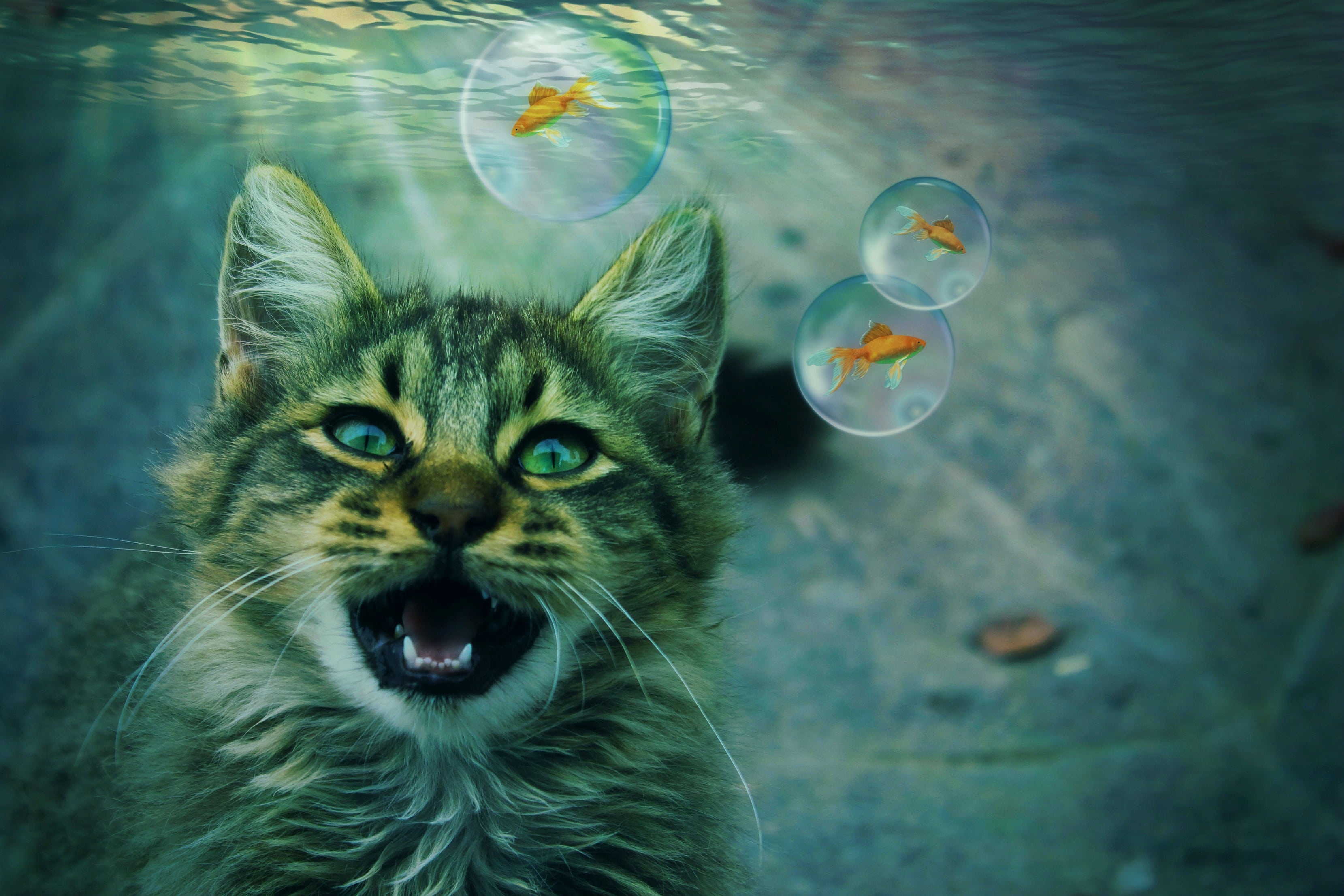dream world gold fish, fur, water, no people, animal themes, vertebrate, feline, animals in the wild, diving blue, animal head, whisker, close-up, fantasy, HD Wallpaper