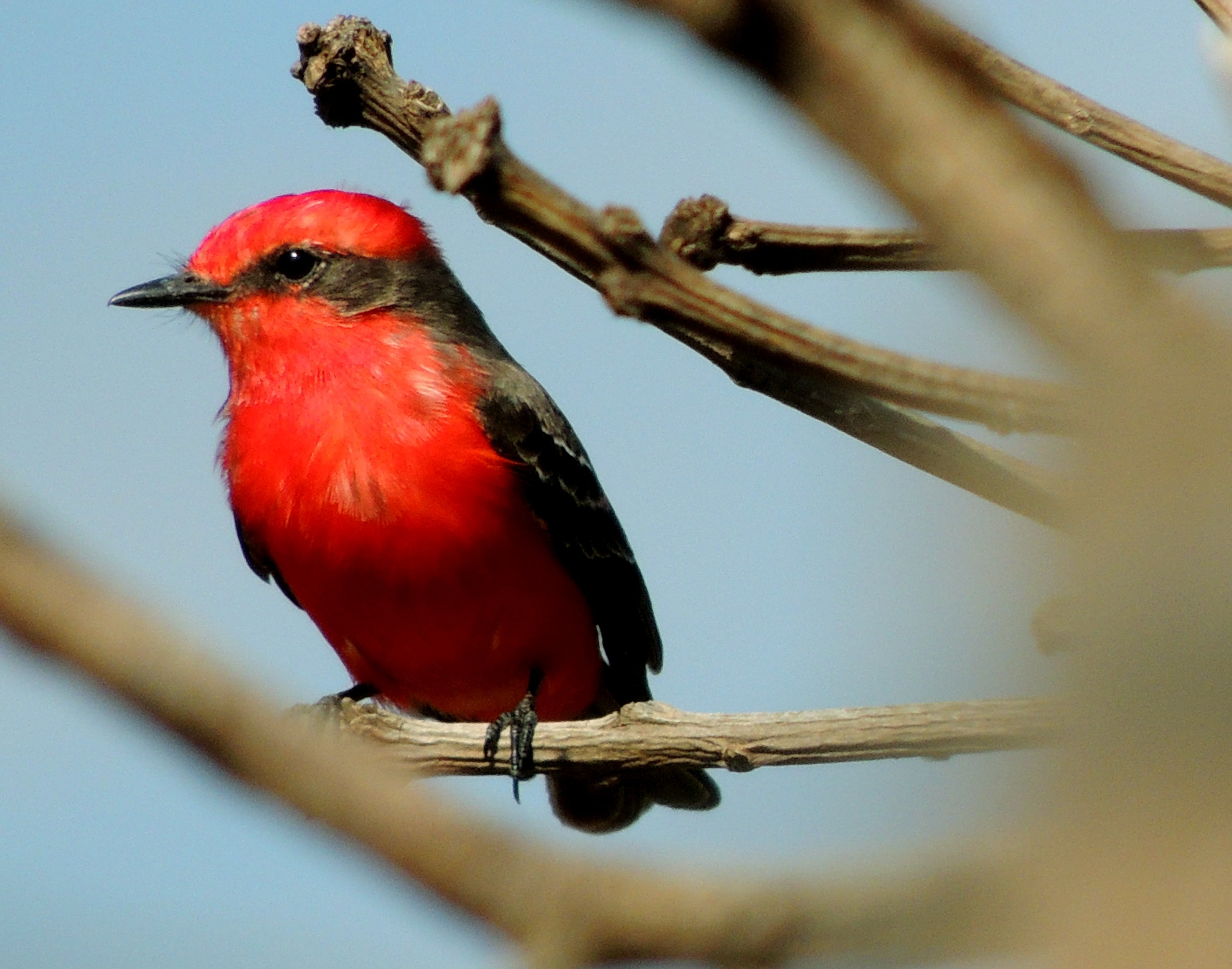 outdoors, black, one animal, bird, no people, plant, nature, cardinal - bird, tié-blood, prince, brazilian tanager, wildlife, animal wildlife, ox blood, HD Wallpaper