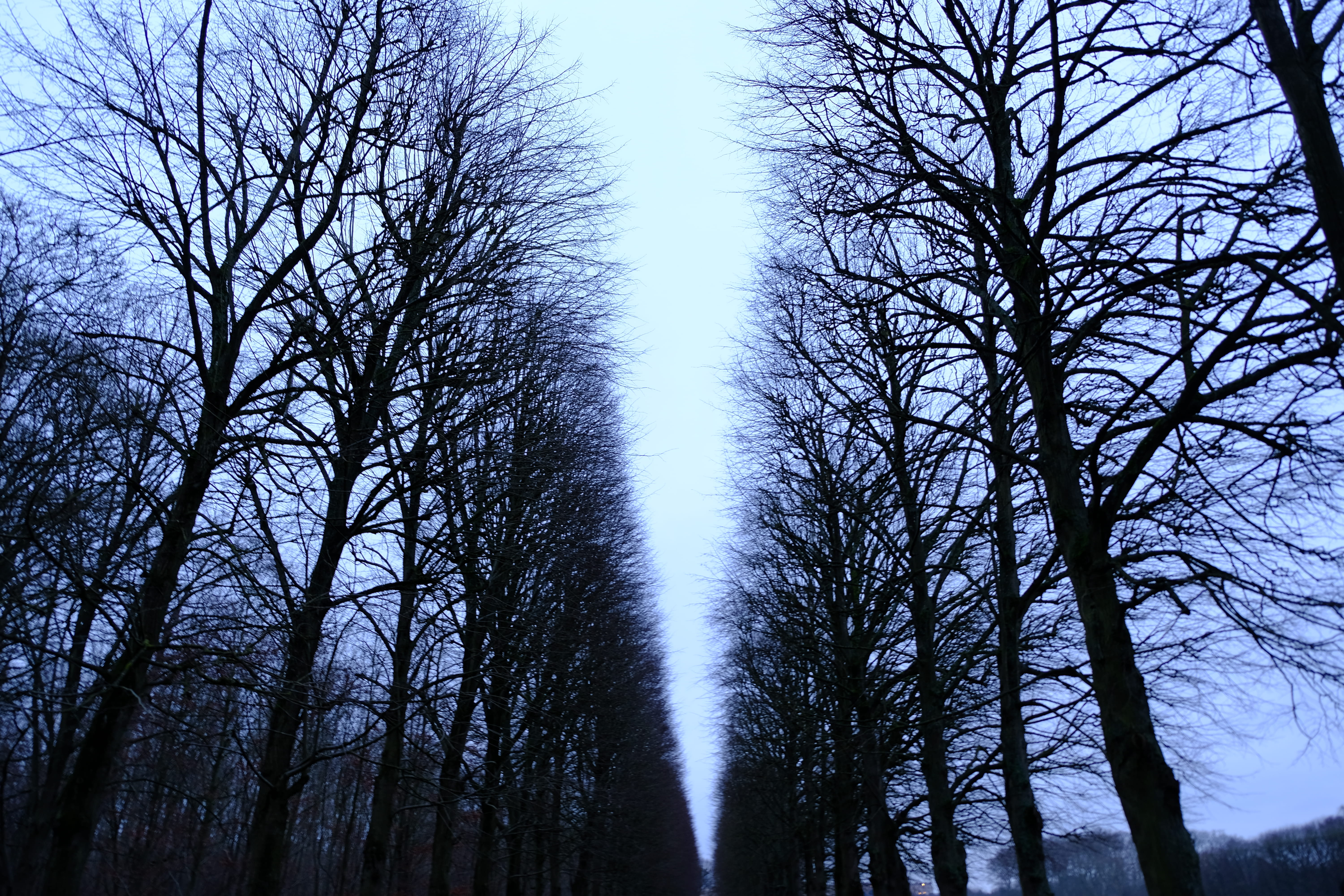 trees, no people, plant, versailles, low angle view, sunlight, trunk, dark, streaming, france, land, palace of versailles, tranquil scene, scenics - nature, HD Wallpaper