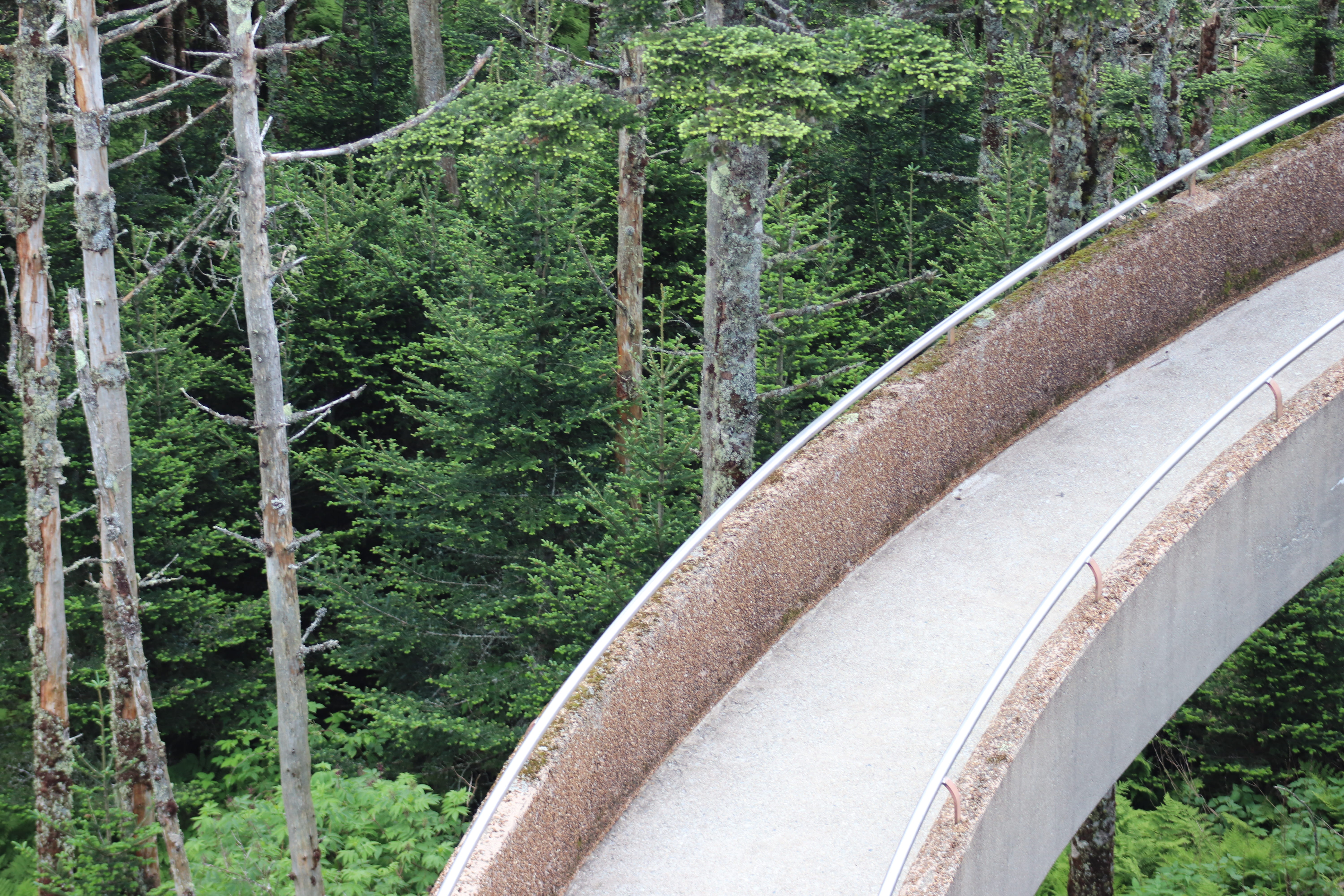 woodland, roof, building, housing, forest, tree, road, great smoky mountains, beauty in nature, wheel, trees, bridge - man made structure, handrail, tree trunk, HD Wallpaper