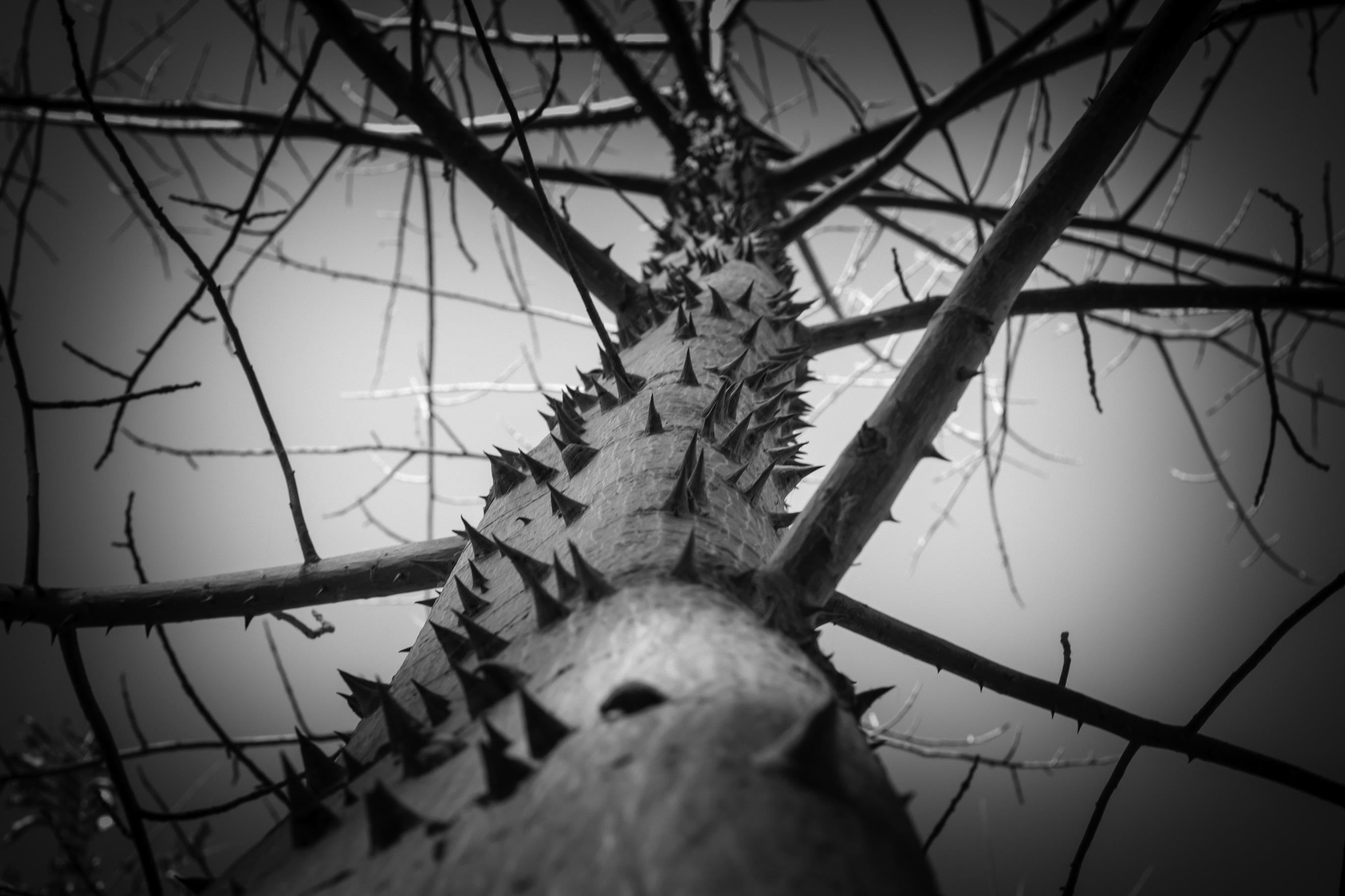 focus on foreground, tree, growth, low angle view, wood - material, fuel and power generation, complexity, outdoors, tree trunk, sky, beauty in nature, HD Wallpaper