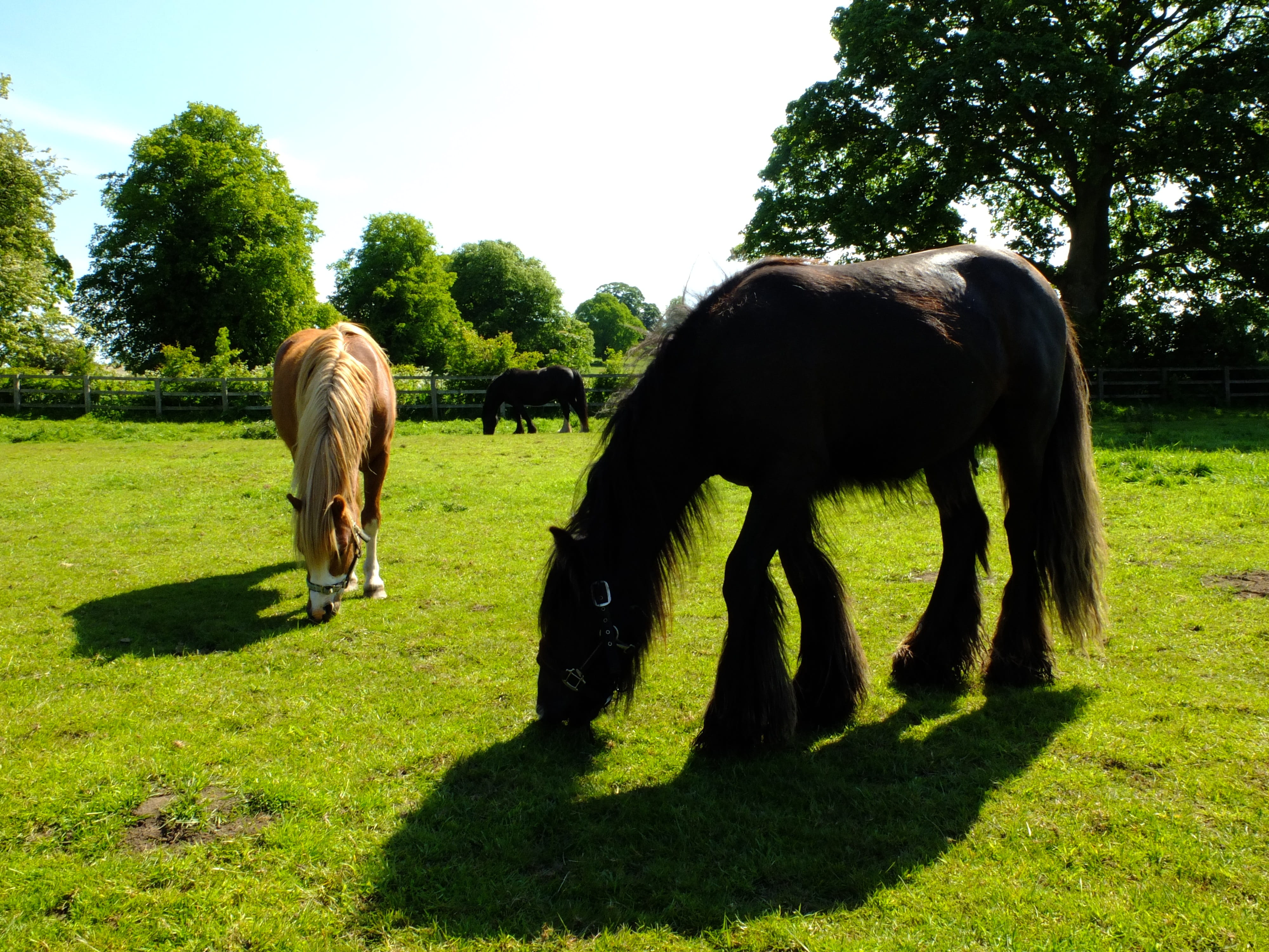 no people, outdoors, domestic animals, plant, pasture, livestock, tree, horses, village, growth, animal themes, day, herbivorous, domestic, sunlight, ryedale, HD Wallpaper