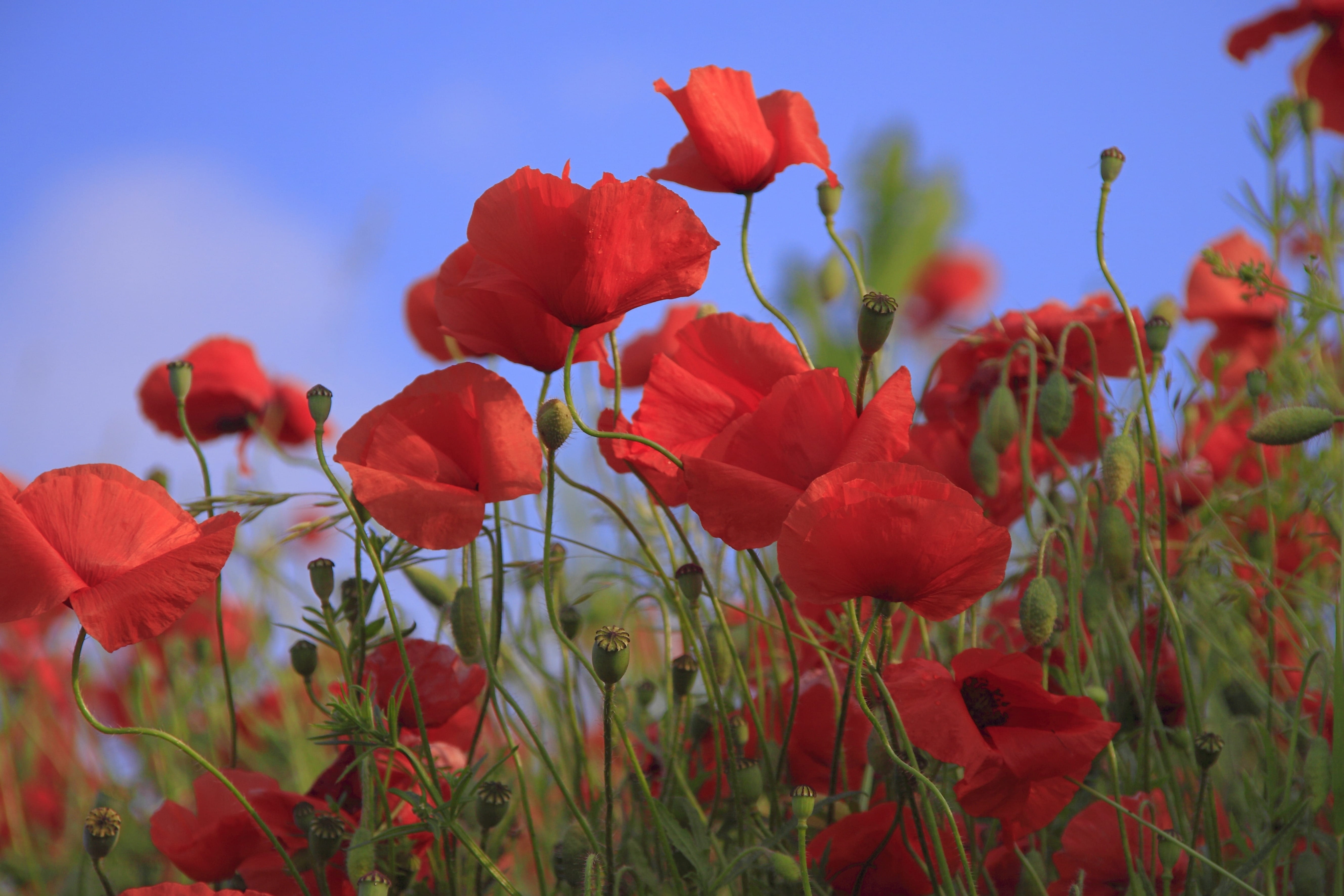 beauty In Nature, grass, outdoors, multi Colored, nature, flower, sky, field, no people, shift, plant, vulnerability, meadow, freshness, red, sunset, petal, HD Wallpaper